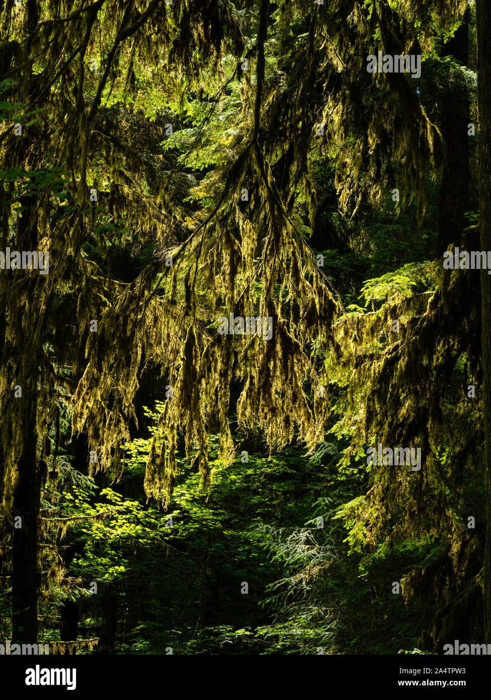 Trees and moss, Ho Rainforest, Olympic National Park, Washington, USA. Stock Photo
