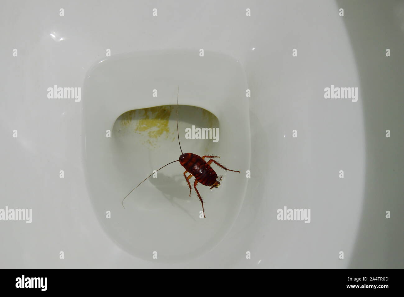 Roaches In Bathroom