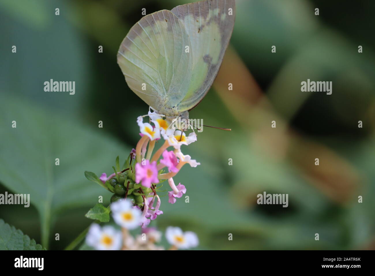 A small white or pieris rapae butterfly on lantana camara flowers Stock ...