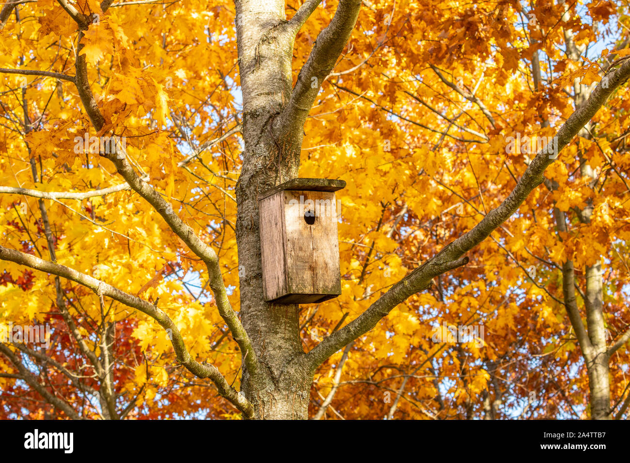 Bird house on the autumnal maple tree Stock Photo - Alamy