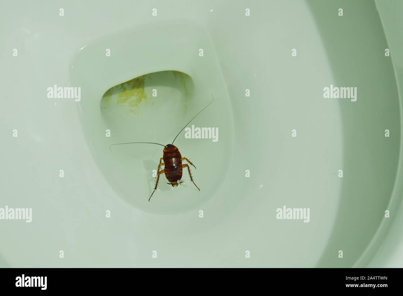 Australian cockroach drown and floating in toilet sewer Stock Photo Alamy