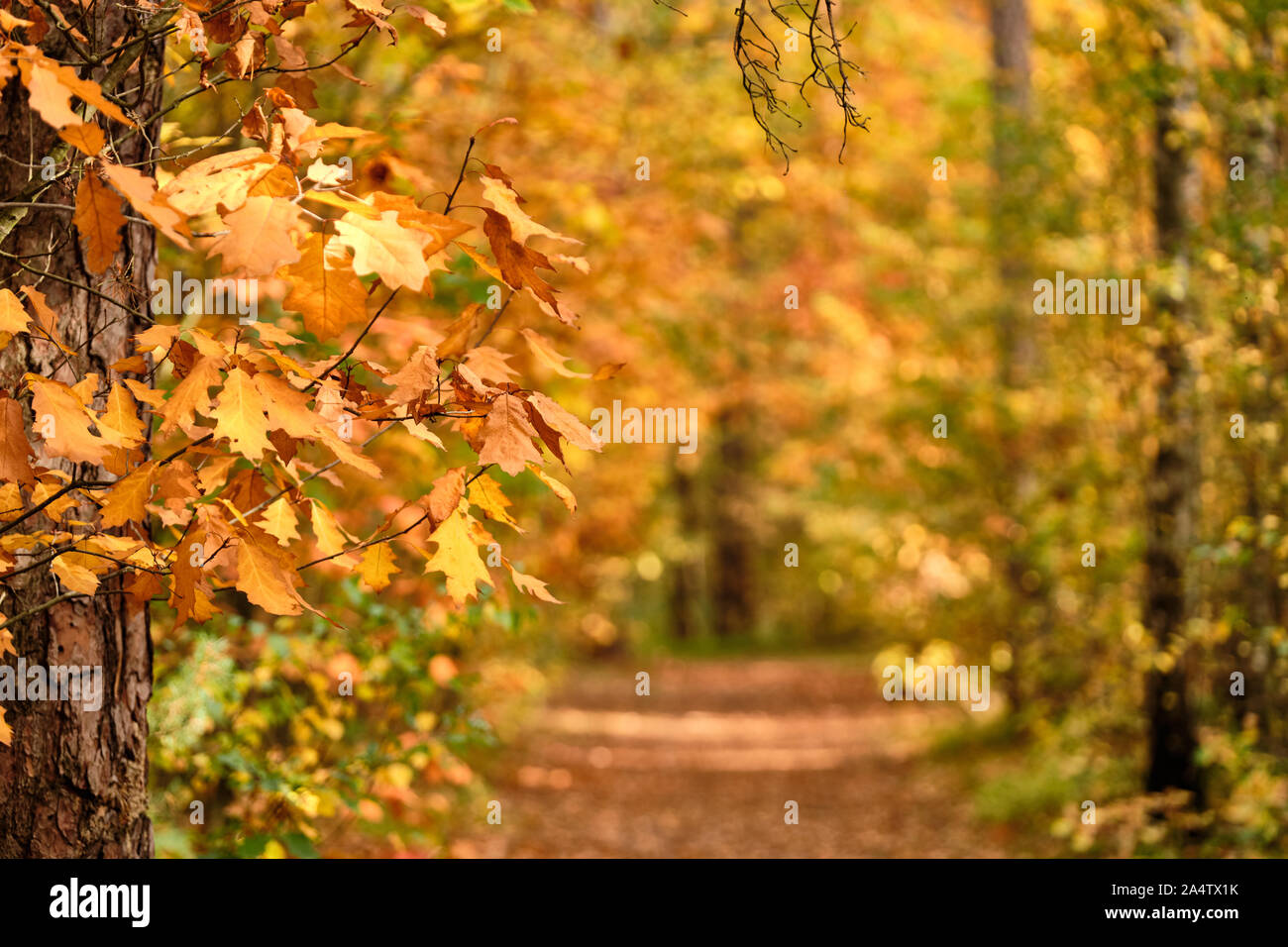 Background with beautiful autumn leaves in front of an autumnal footpath through a forest in October in Franconia, Germany Stock Photo