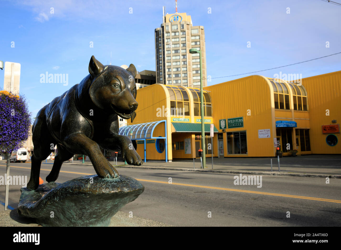 Anchorage, Alaska / USA August 08, 2019 Balto statue in Anchorage