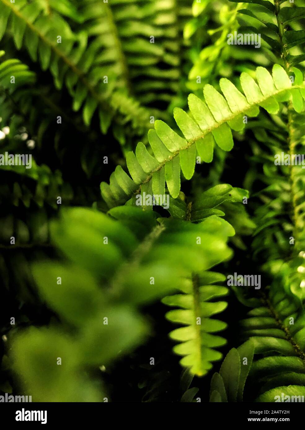 Fern leaves background hi-res stock photography and images - Alamy