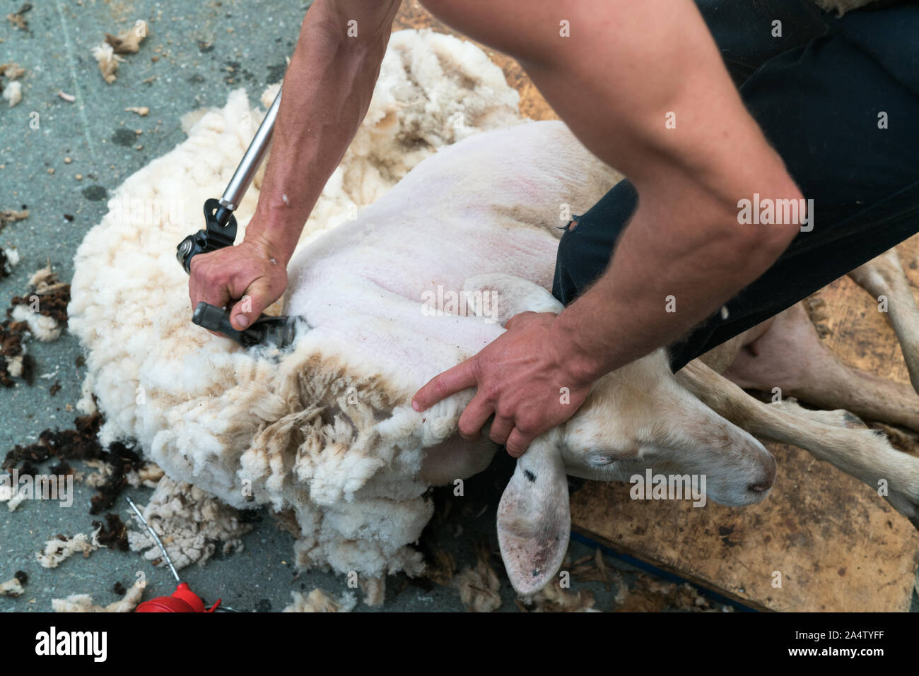 Sheep Shearing Machine High Resolution Stock Photography and Images - Alamy