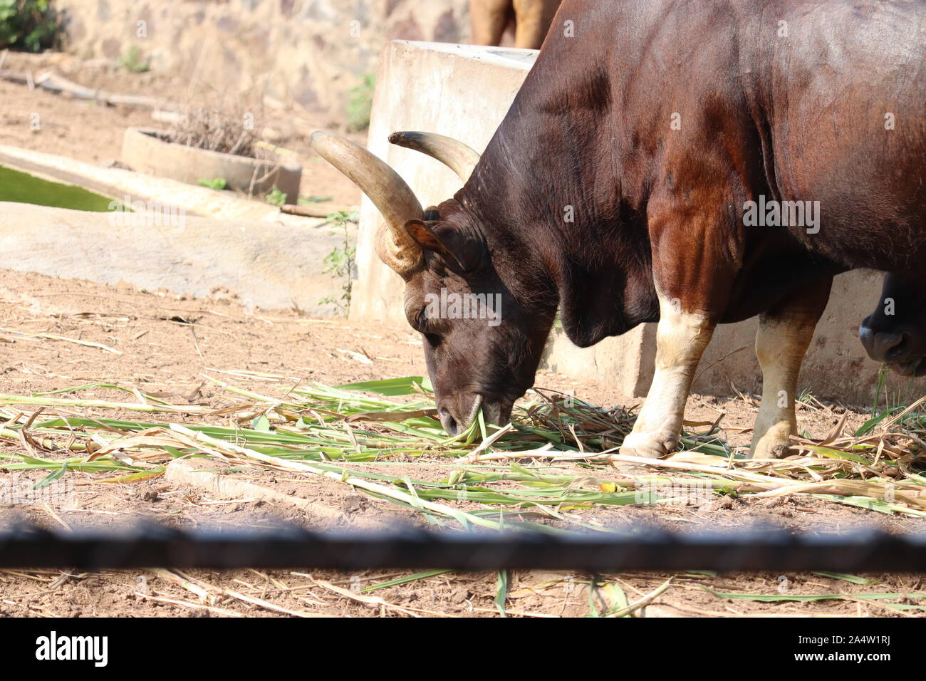 Awesome close view of Indian bison grazing grass on field of zoo. Stock Photo