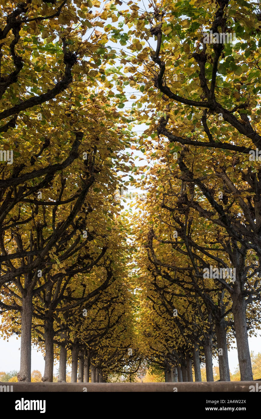 Alley in a park with yellow leaves Stock Photo - Alamy