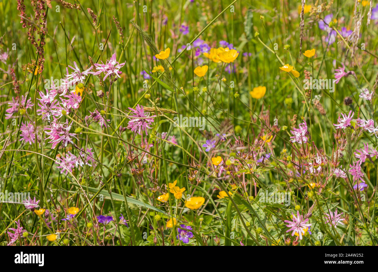 Roadside wild flowers hi-res stock photography and images - Alamy