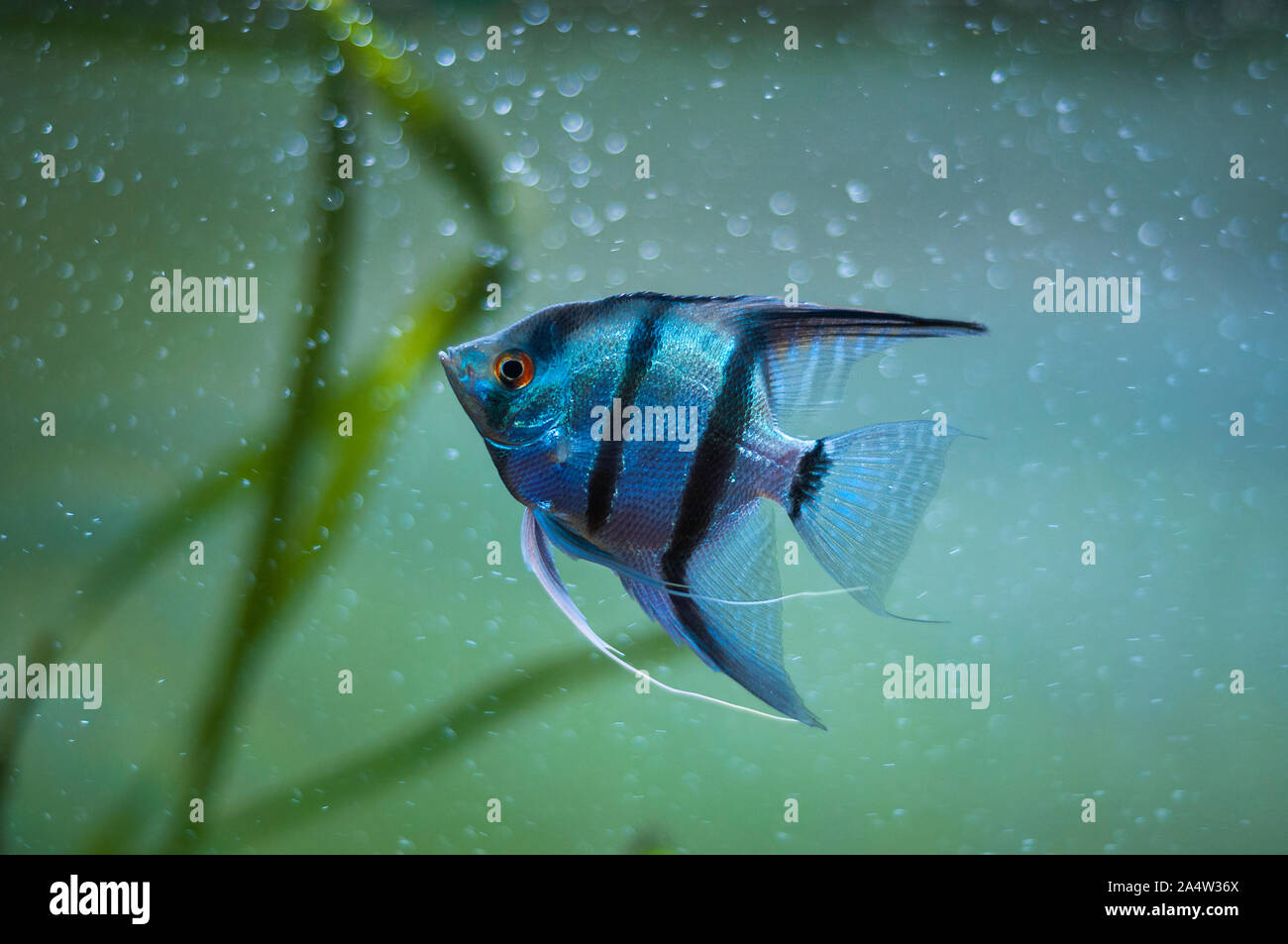 Blue Zebra Angelfish in tank fish (Pterophyllum scalare Stock Photo Alamy
