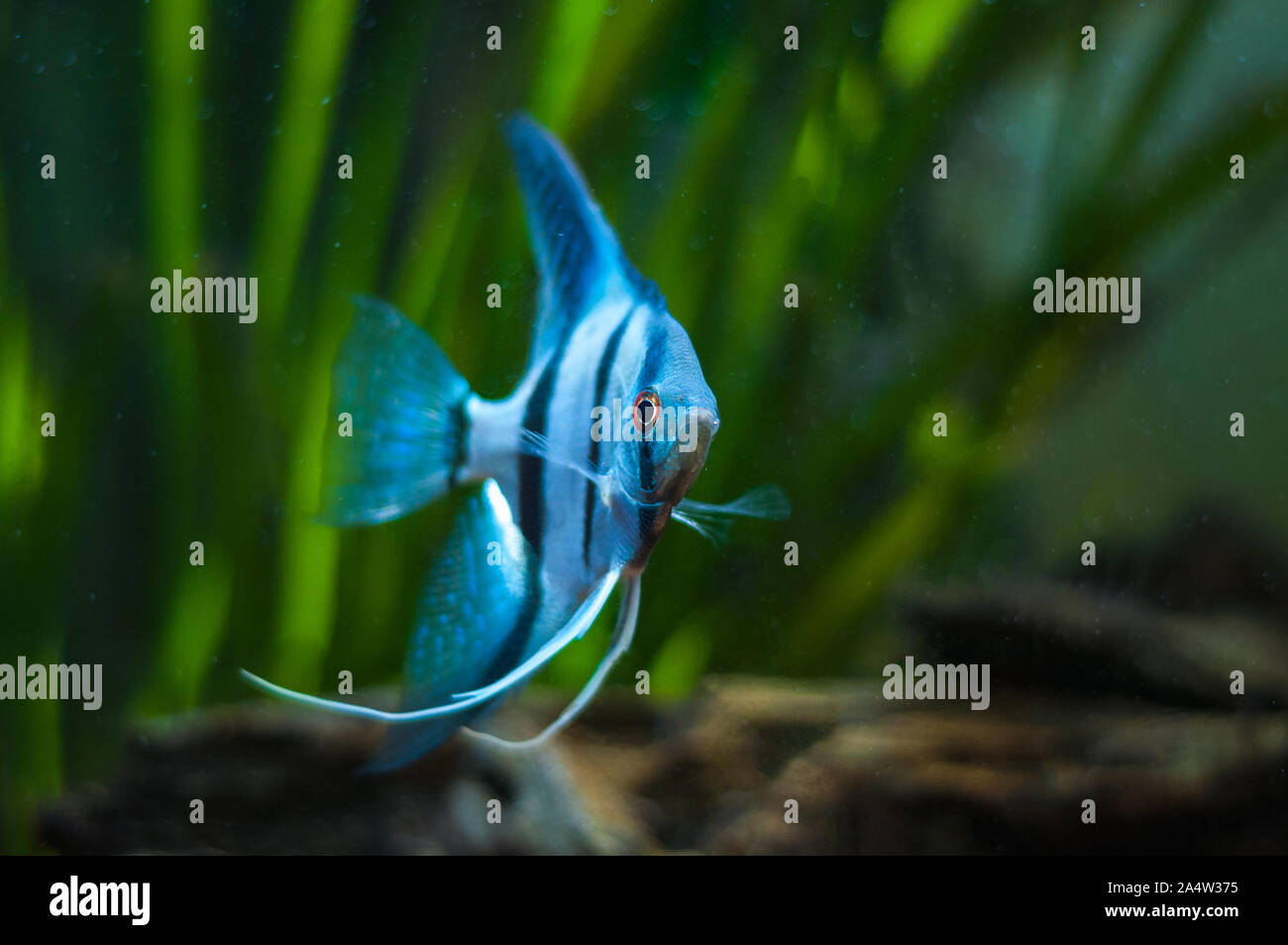 Blue Zebra Angelfish in tank fish (Pterophyllum scalare Stock Photo Alamy