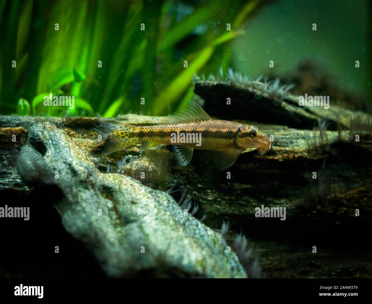 Chinese Algae Eater in fish tank (Gyrinocheilus aymonieri) Stock Photo