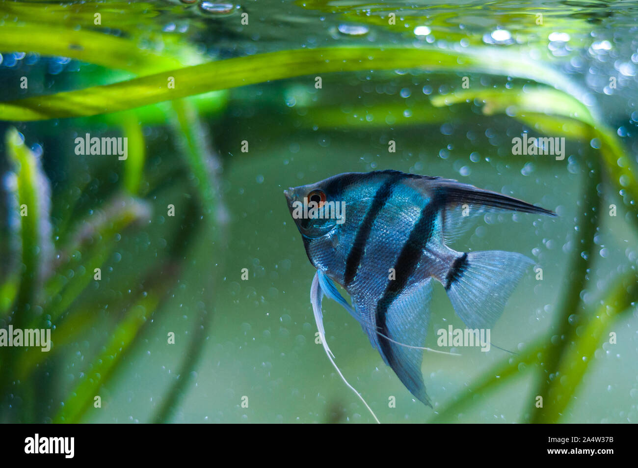 Blue Zebra Angelfish in tank fish (Pterophyllum scalare Stock Photo Alamy