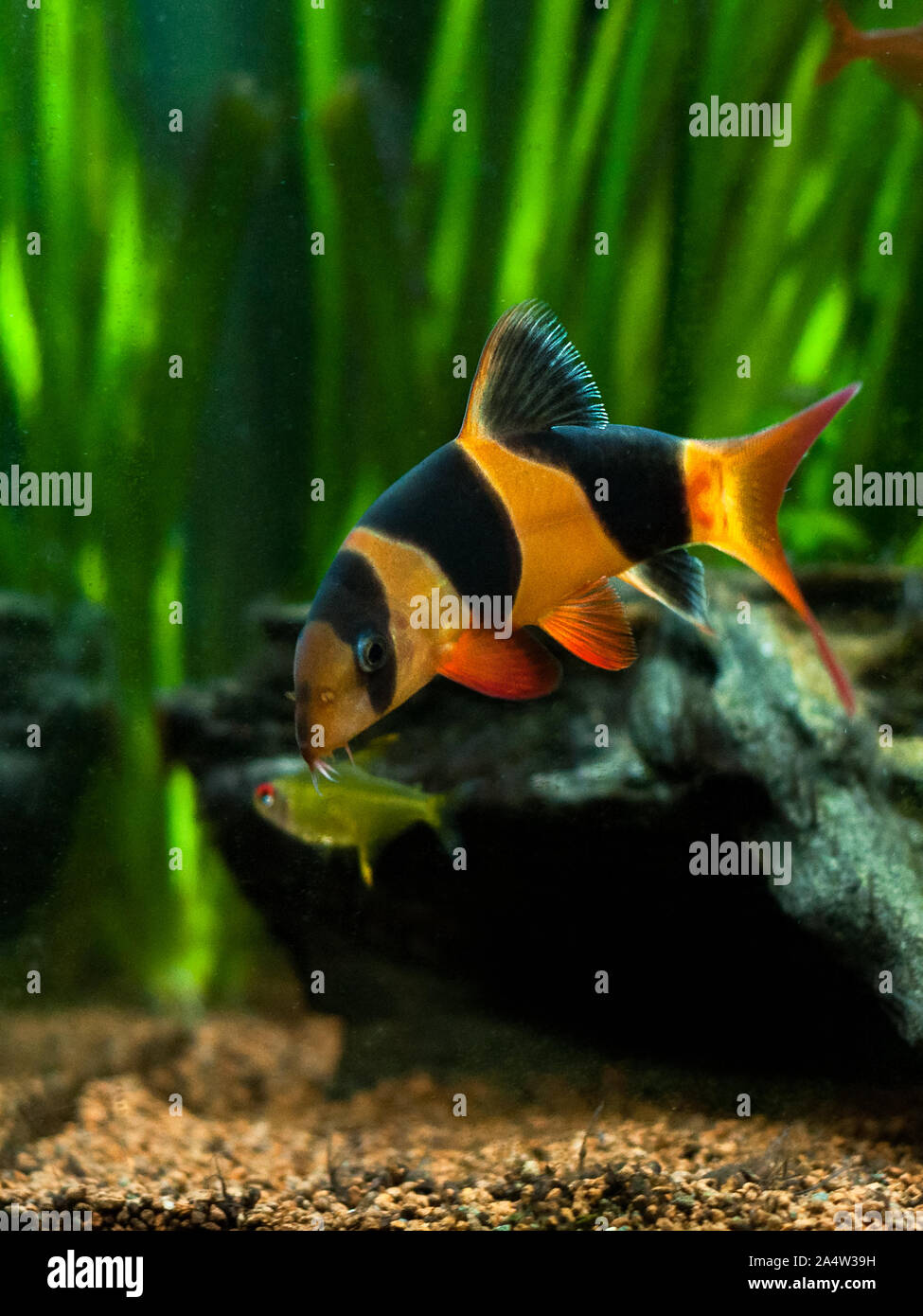 Large clown loach in fish tank (Chromobotia macracanthus) Stock Photo