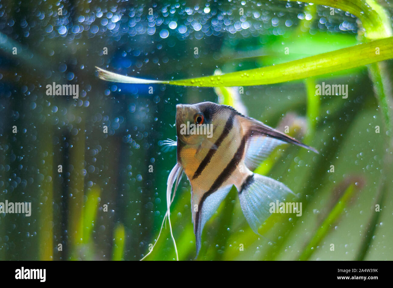 Zebra Angelfish in tank fish Stock Photo Alamy