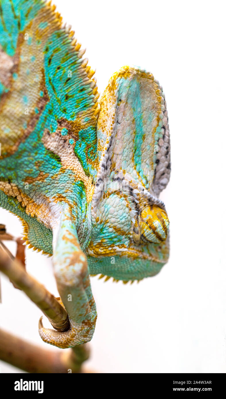 Green chameleon close-up on a white background Stock Photo