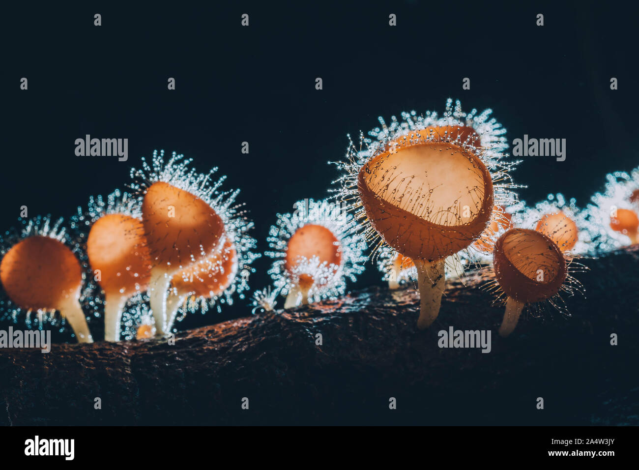 Orange mushroom ,Champagne mushroom or eyelash cup mushroom with sparkling droplets  in the forest. Ecosystem or biological diversity concept. Stock Photo