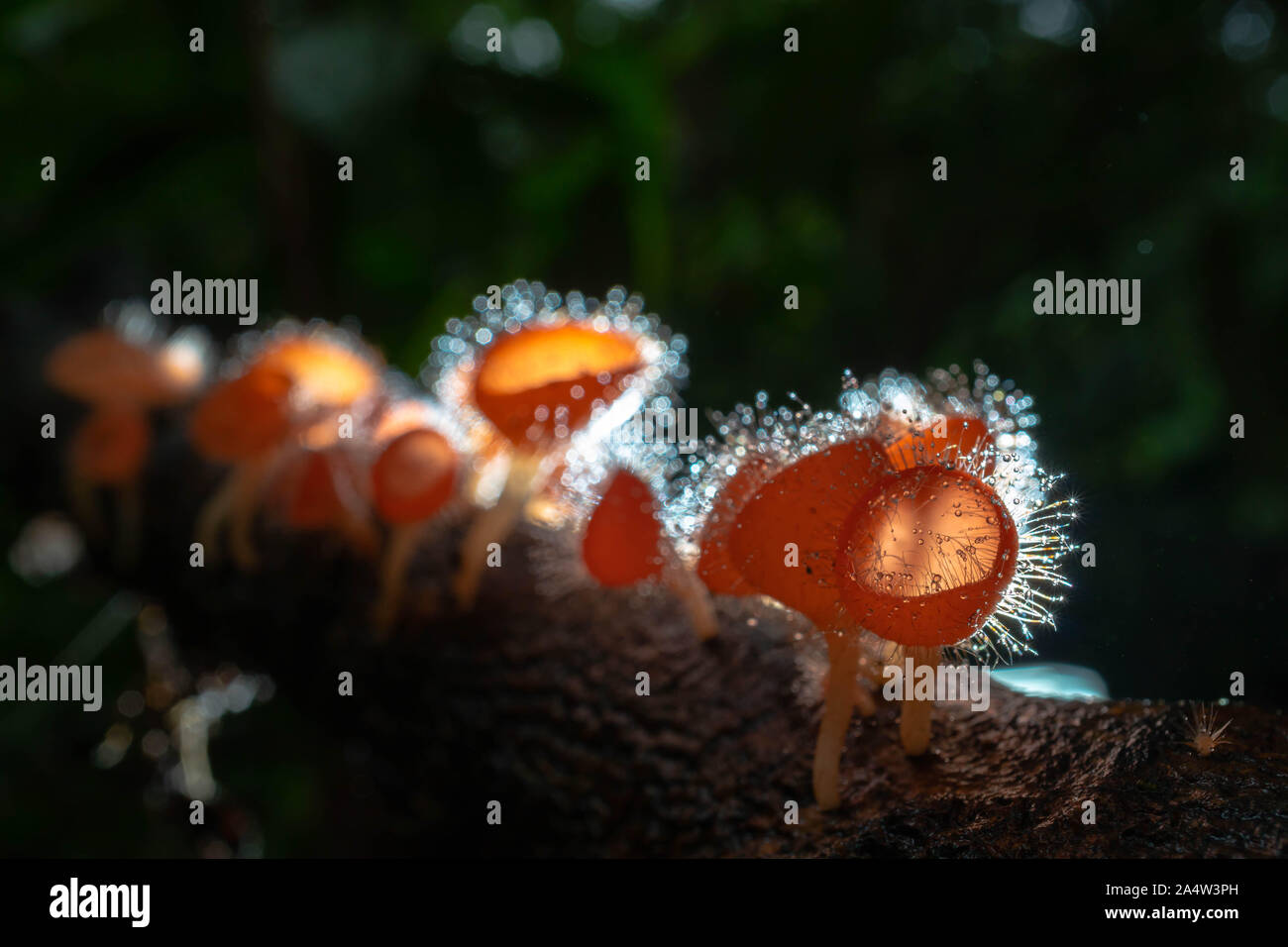 Orange mushroom ,Champagne mushroom or eyelash cup mushroom with sparkling droplets  in the forest. Ecosystem or biological diversity concept. Stock Photo