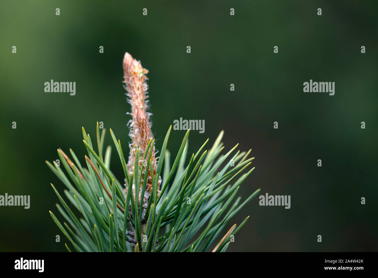 Pinus sylvestris hi-res stock photography and images - Alamy