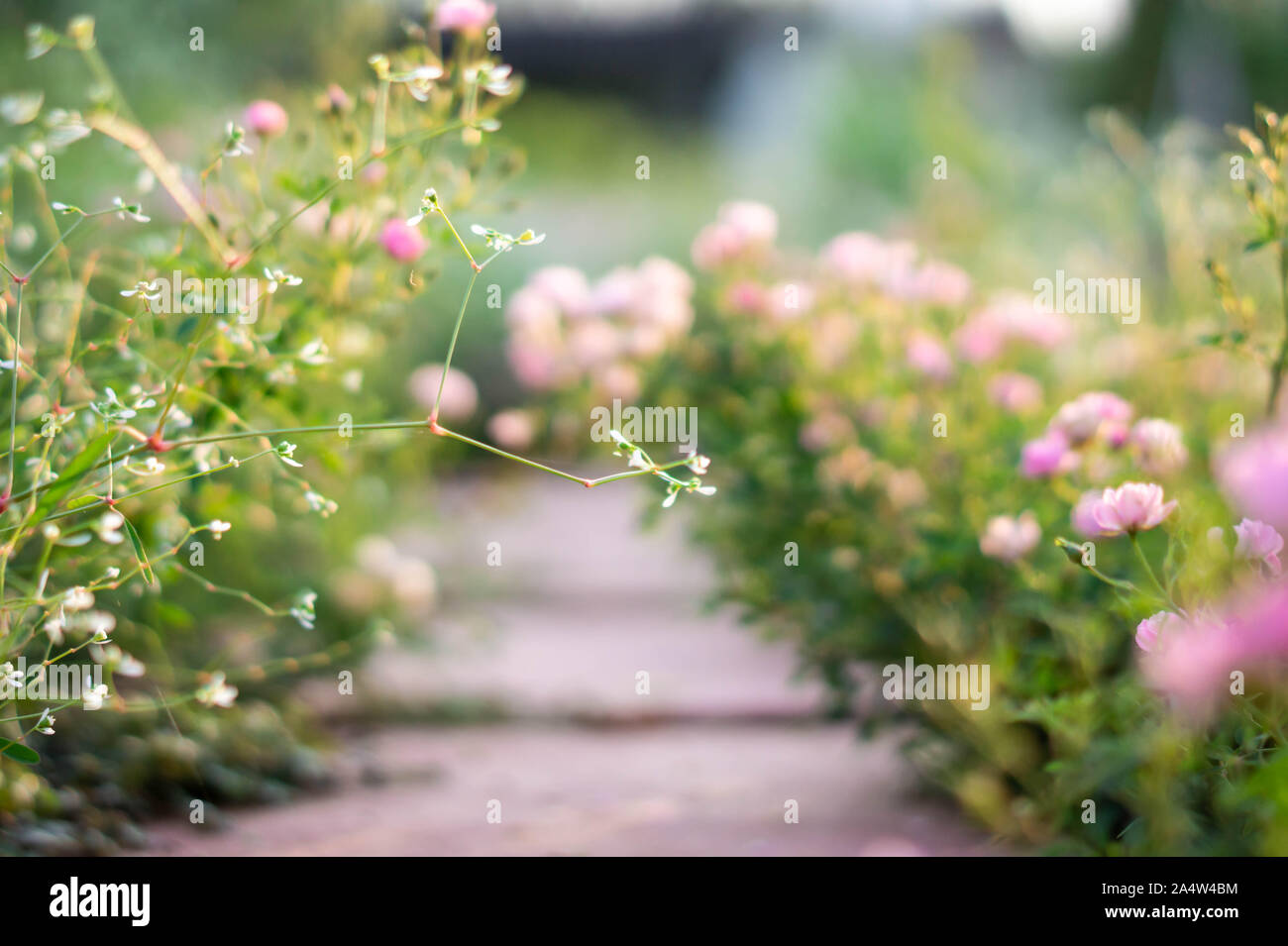 Pink roses garden with blur background Stock Photo - Alamy