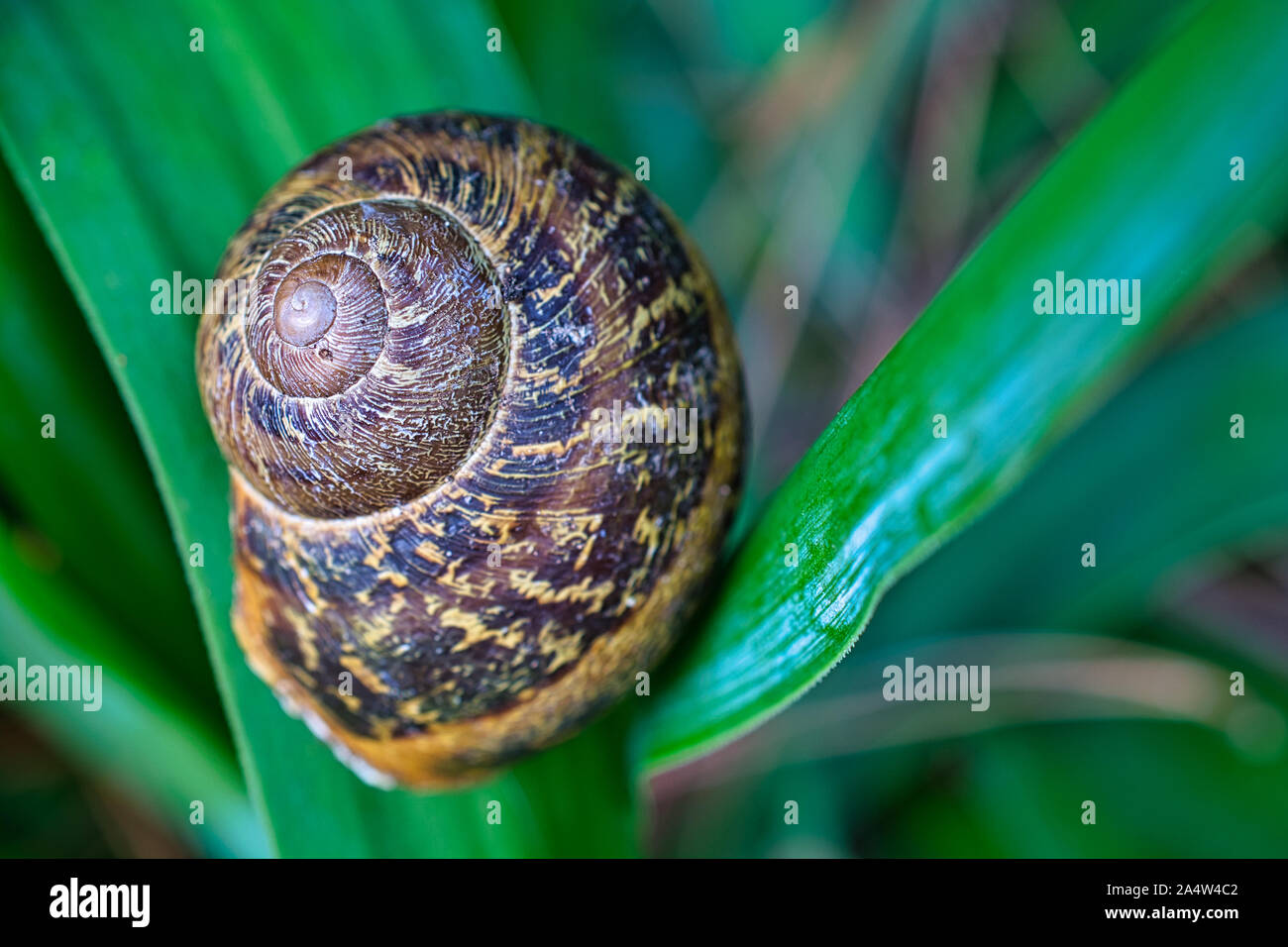 Snail shell on green leaves background, close-up image Stock Photo