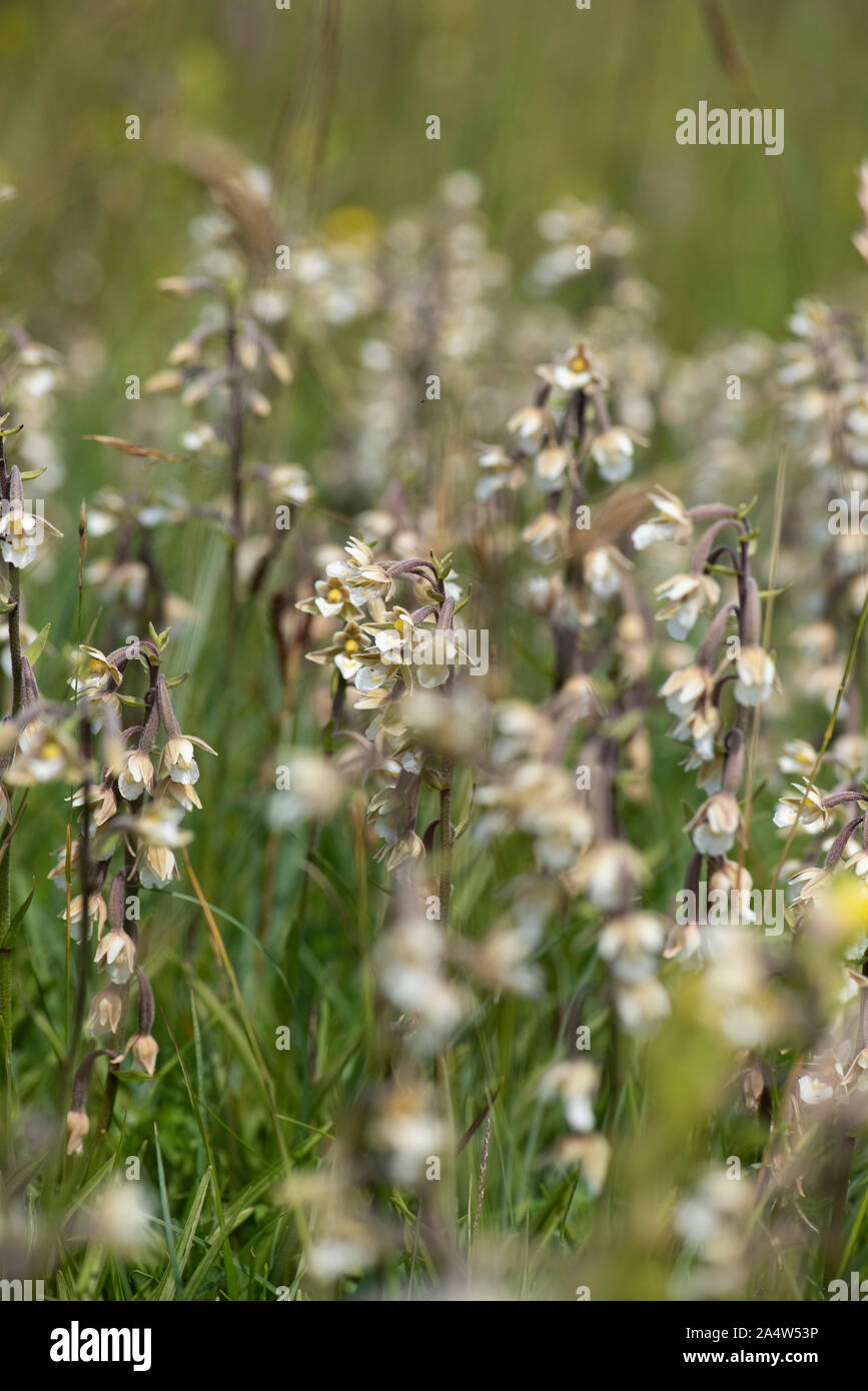 Marshland plants uk hires stock photography and images Alamy