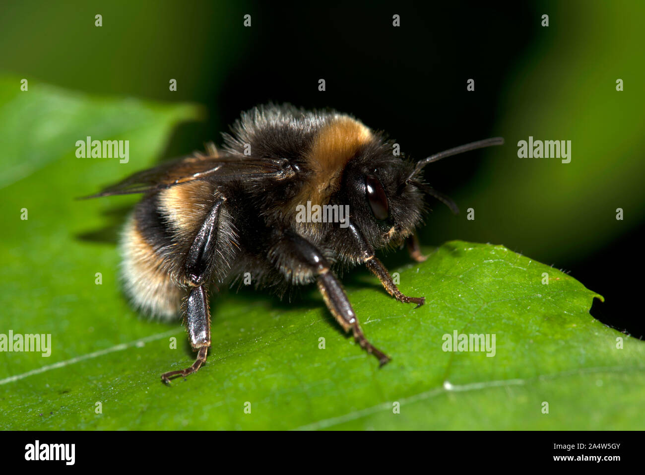 Buff Tailed Bumblebee, Bombus Terrestris, resting on leaf, East Blean  Woodlands, Kent UK Stock Photo - Alamy