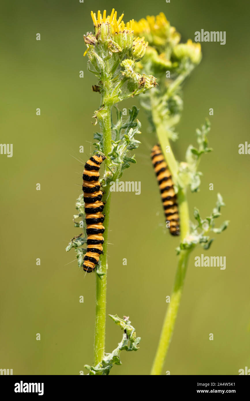 Cinnabar Moth Caterpillar, Tyria jacobaeae, The Larches, Kent Wildlife