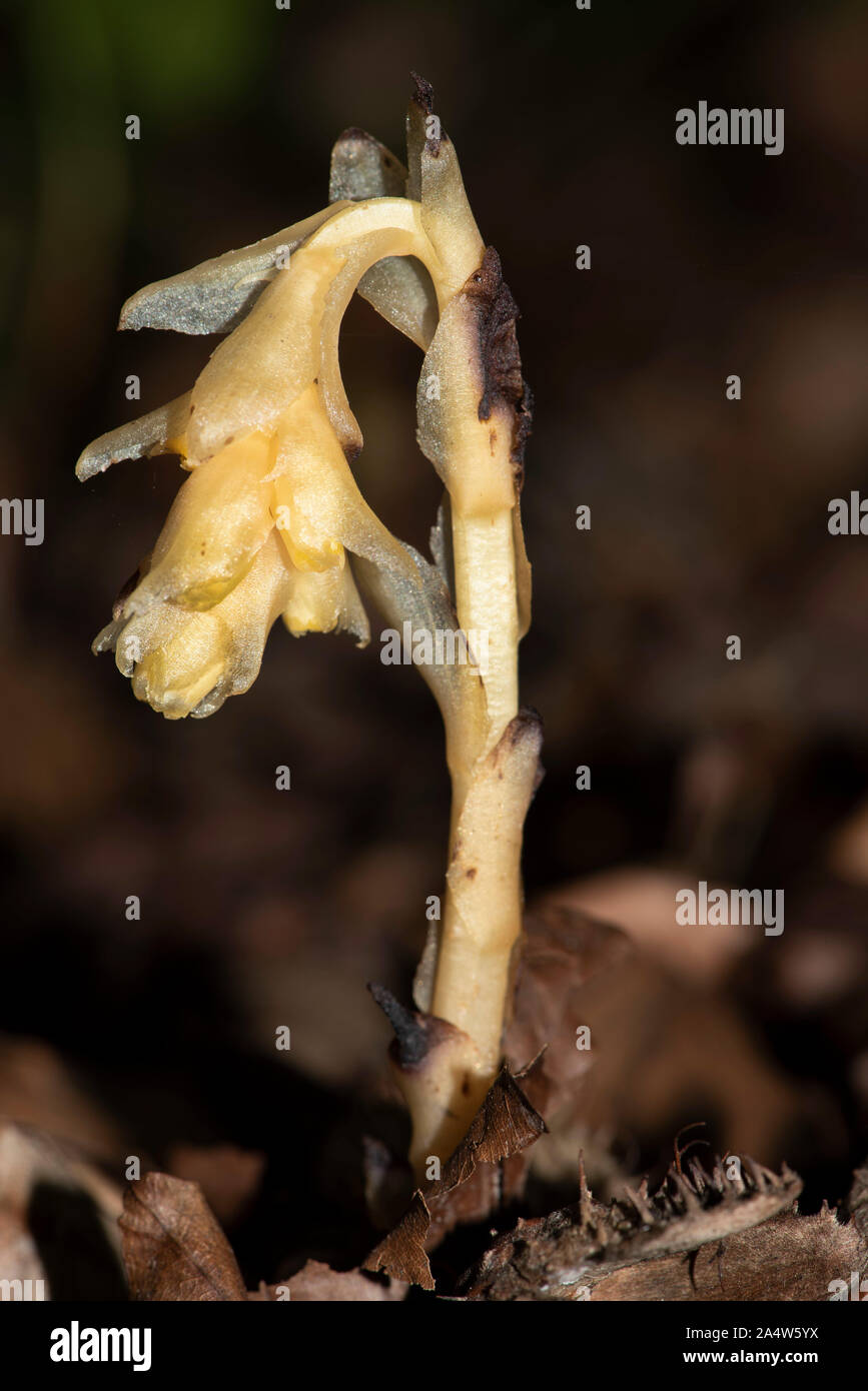 Yellow Bird's Nest, Monotropa hypopitys, The Larches, Kent Wildlife
