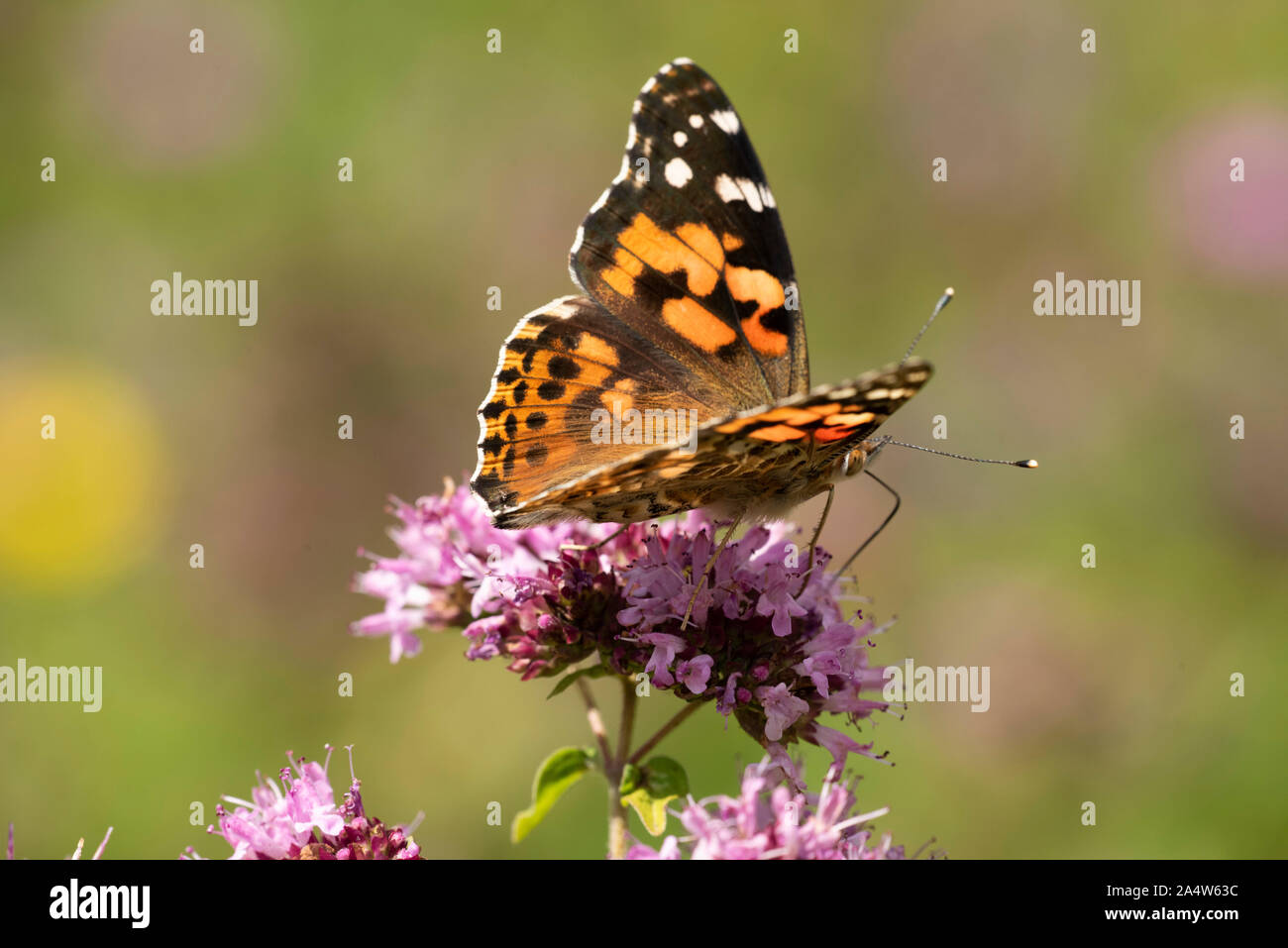 Painted Lady Butterfly, Vanessa cardui, Queensdown Warren, Kent Wildlife Trust, UK, migratory species, nectaring on flowers, Stock Photo