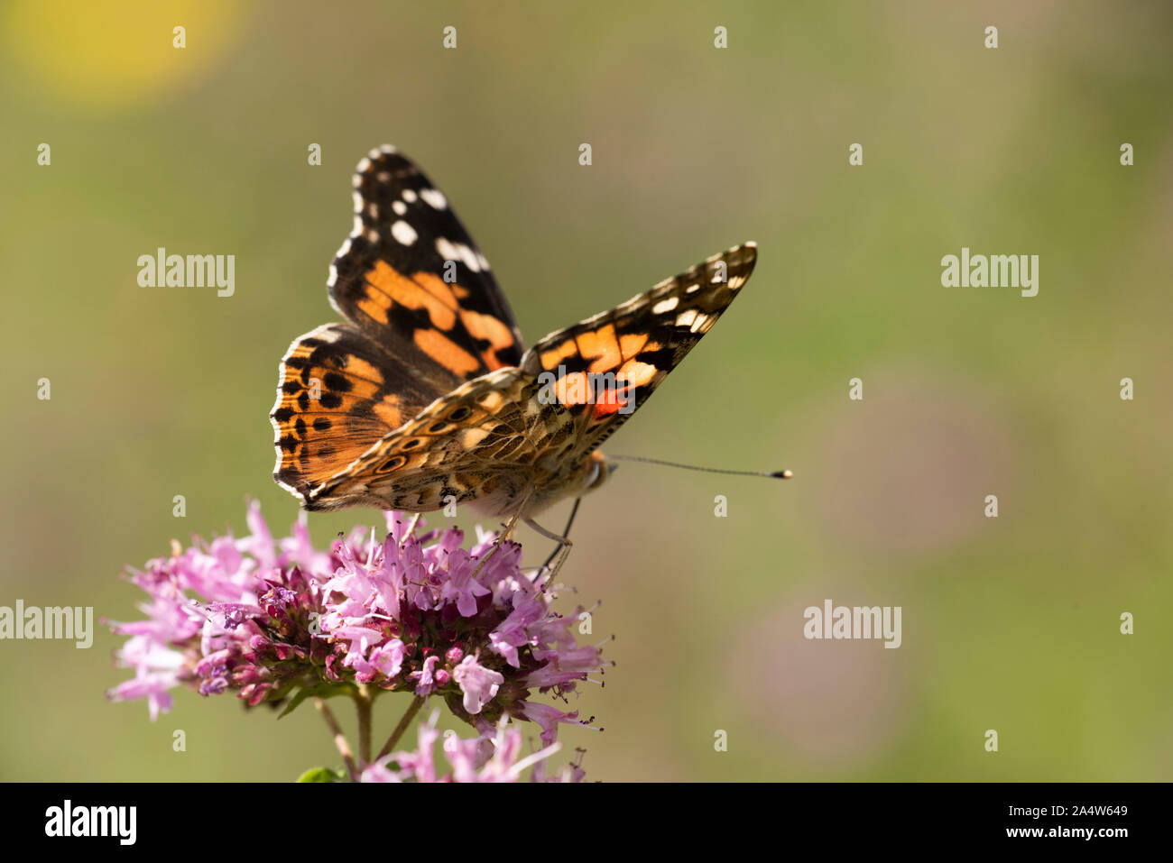 Painted Lady Butterfly, Vanessa cardui, Queensdown Warren, Kent Wildlife Trust, UK, migratory species, nectaring on flowers, Stock Photo