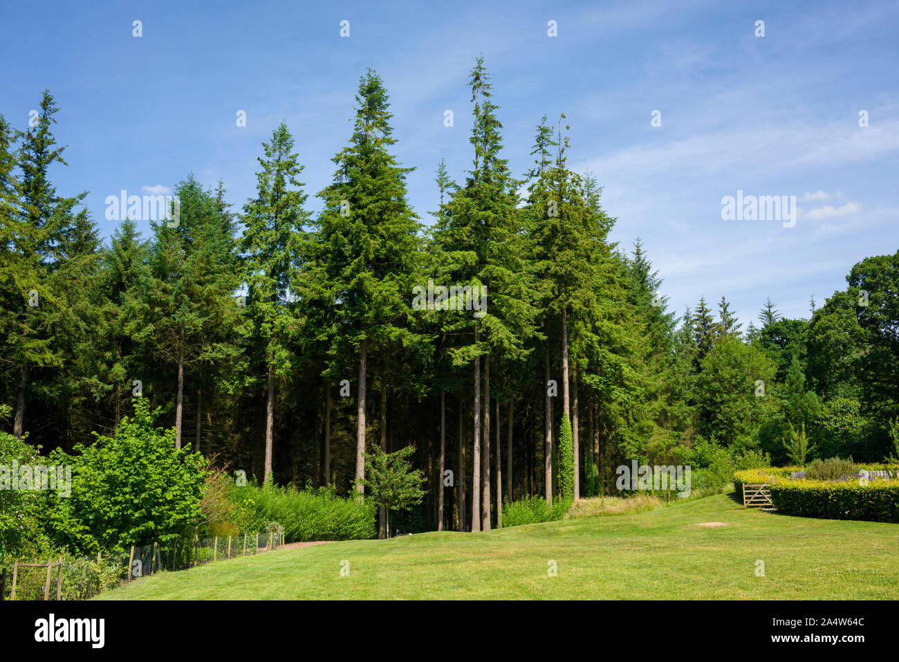 Pine forest at RHS Rosemoor in summer near Great Torrington, Devon, England. Stock Photo