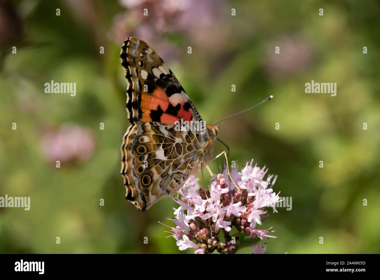 Painted Lady Butterfly, Vanessa cardui, Queensdown Warren, Kent Wildlife Trust, UK, migratory species, nectaring on flowers, Stock Photo