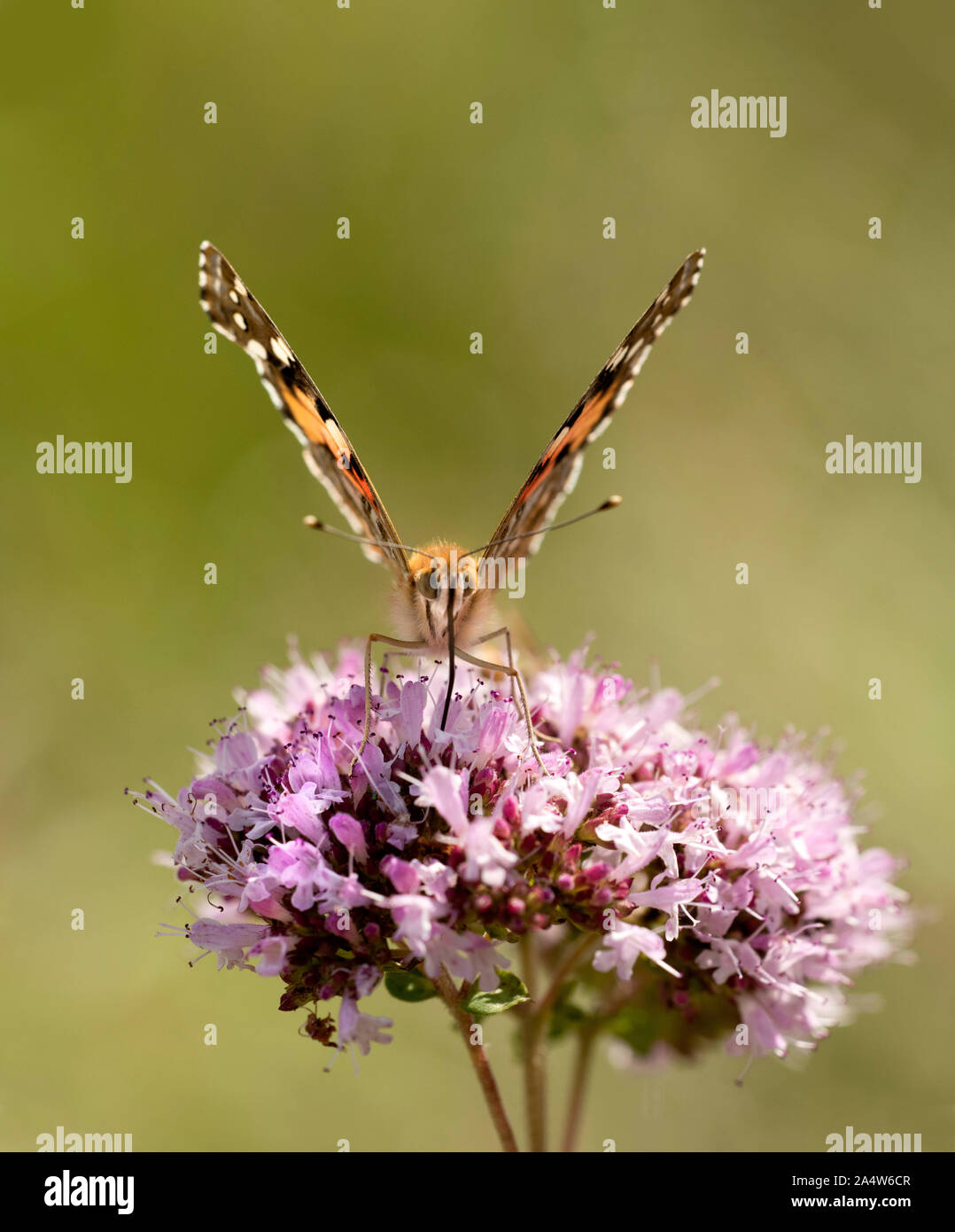 Painted Lady Butterfly, Vanessa cardui, Queensdown Warren, Kent Wildlife Trust, UK, migratory species, nectaring on flowers, Stock Photo