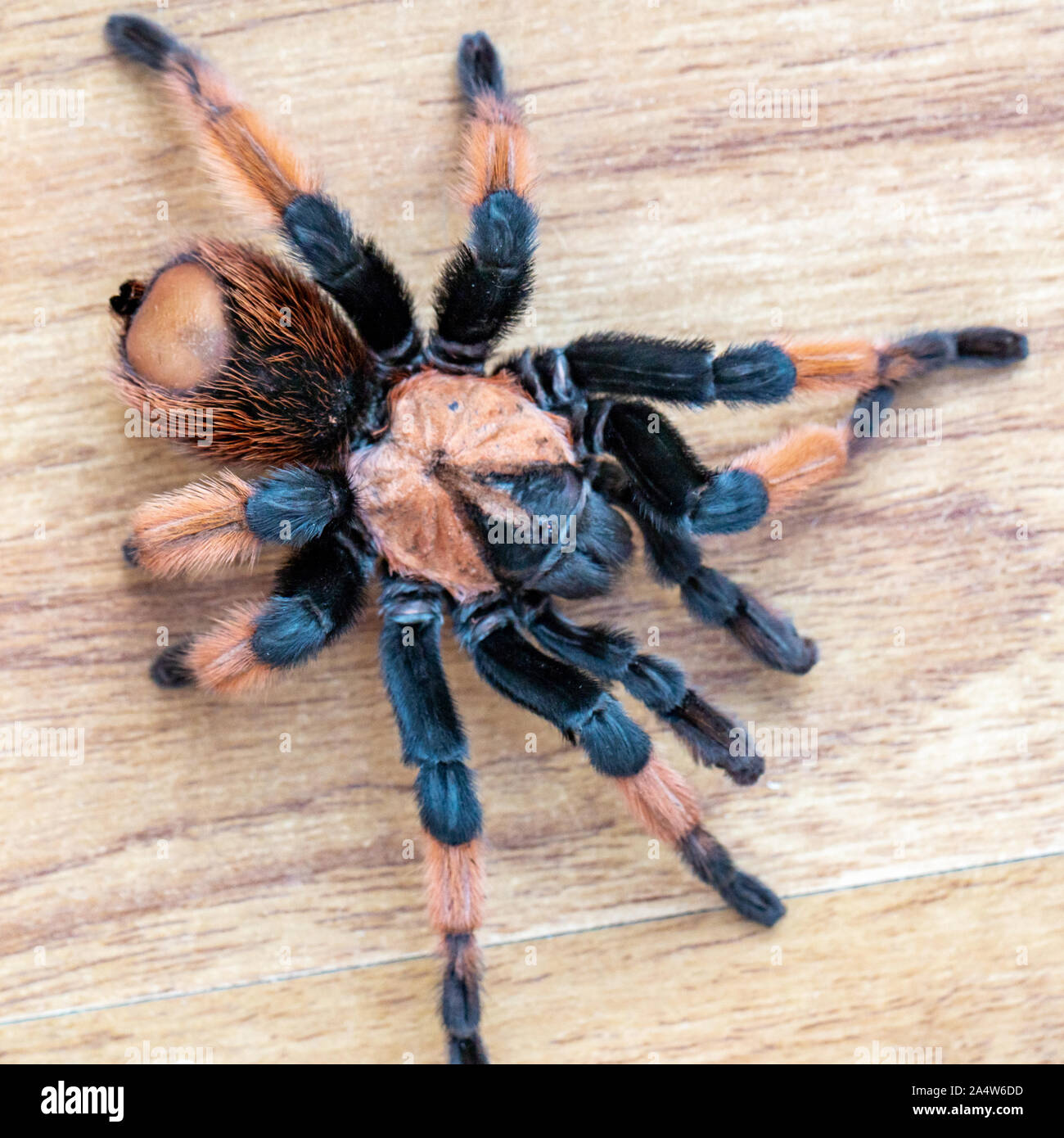 Tarantulai hairy tarantula spider on a light background close-up Stock Photo - Alamy