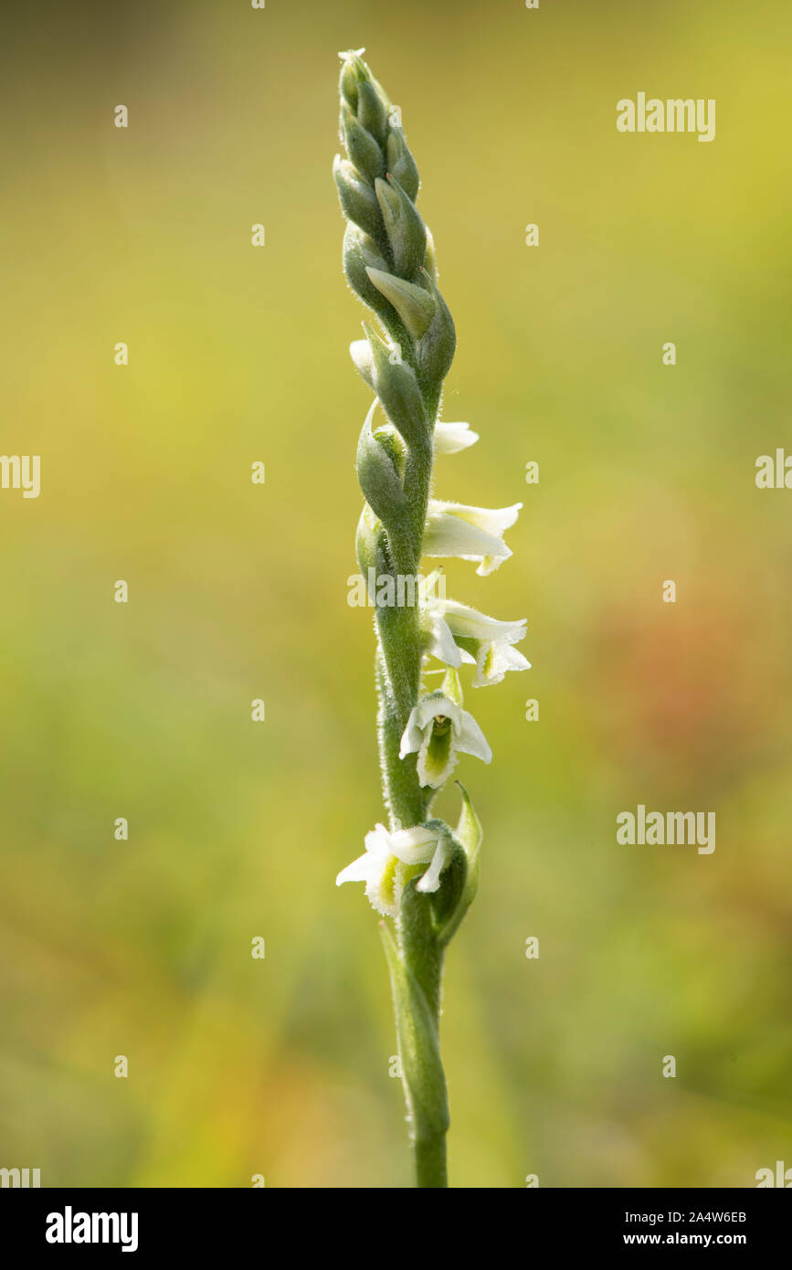 Autumn Lady's Tresses Flower, Spiranthes spiralis, Queensdown Warren, Kent Wildlife Trust, UK, rare orchid, listed in Appendix II of CITES Stock Photo