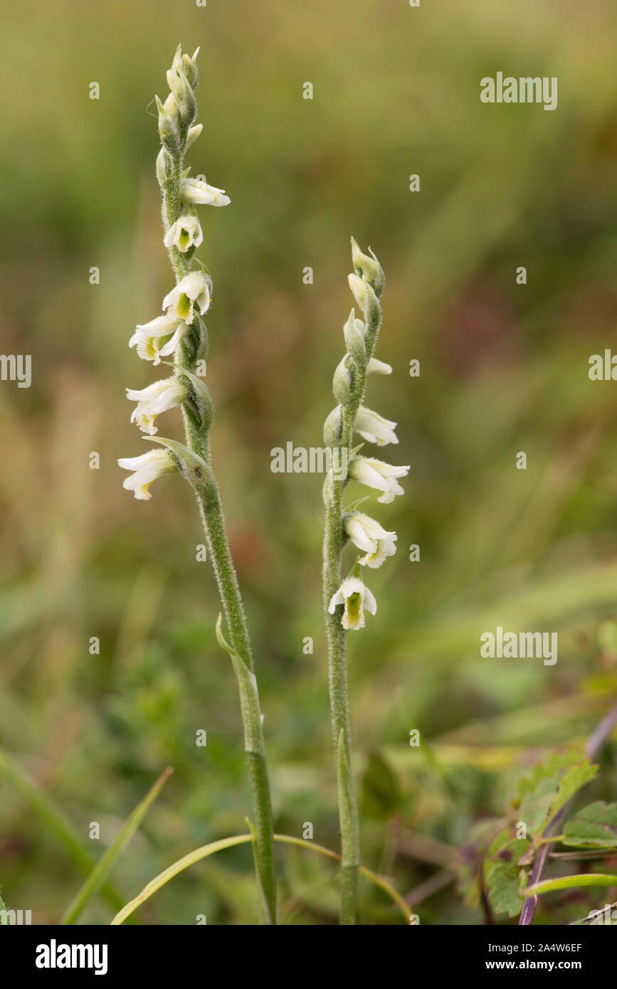 Autumn Lady's Tresses Flower, Spiranthes spiralis, Queensdown Warren, Kent Wildlife Trust, UK, rare orchid, listed in Appendix II of CITES Stock Photo