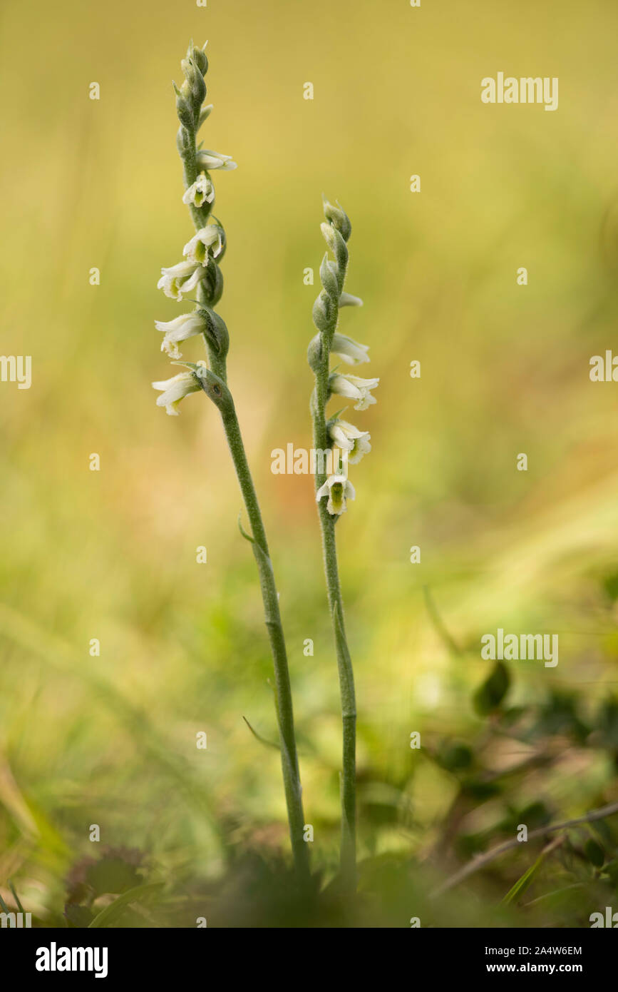 Autumn Lady's Tresses Flower, Spiranthes spiralis, Queensdown Warren, Kent Wildlife Trust, UK, rare orchid, listed in Appendix II of CITES Stock Photo