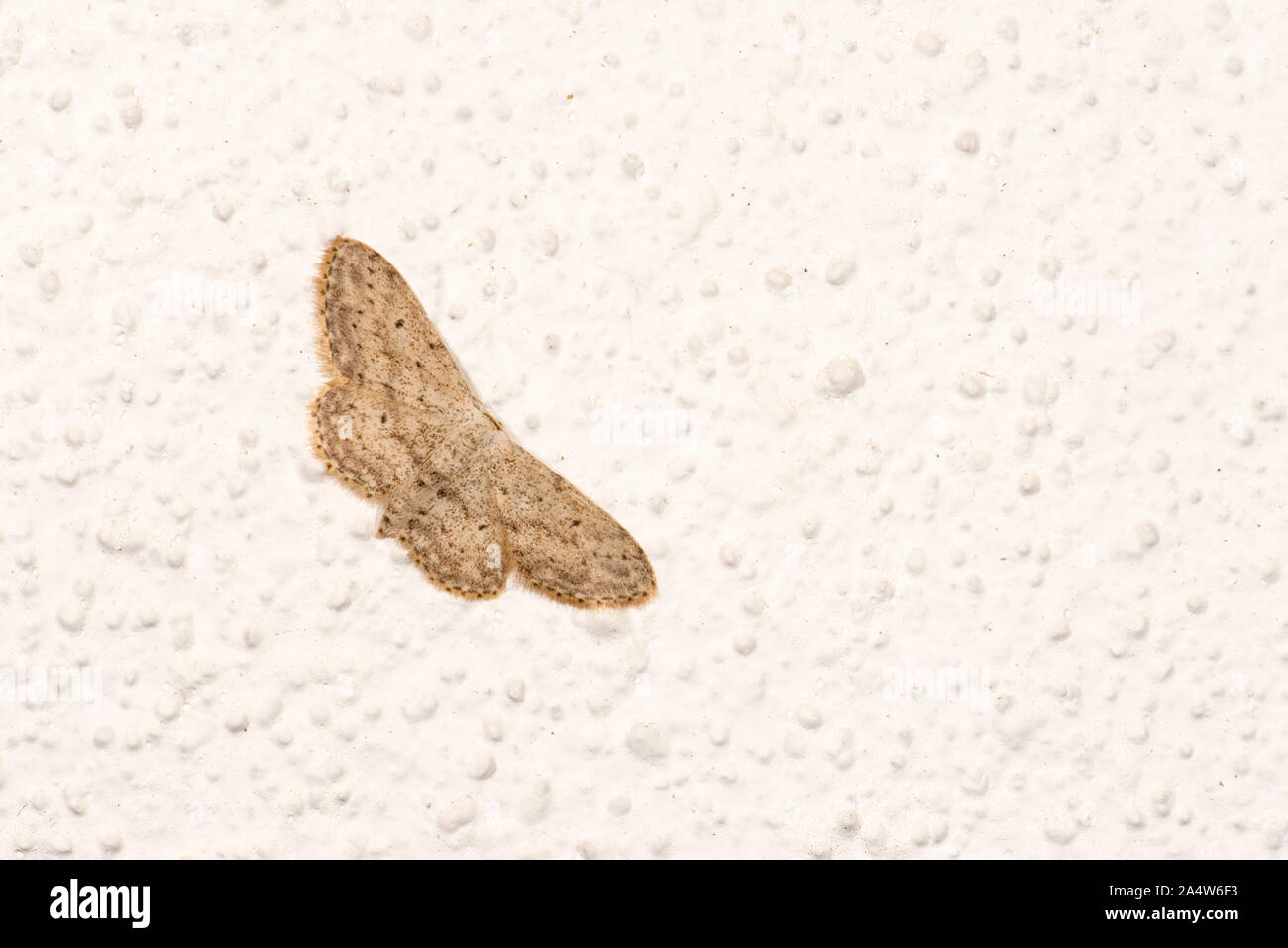 Mullein Wave Moth, Scopula marginepunctata, Kent UK, on wall of house, Stock Photo