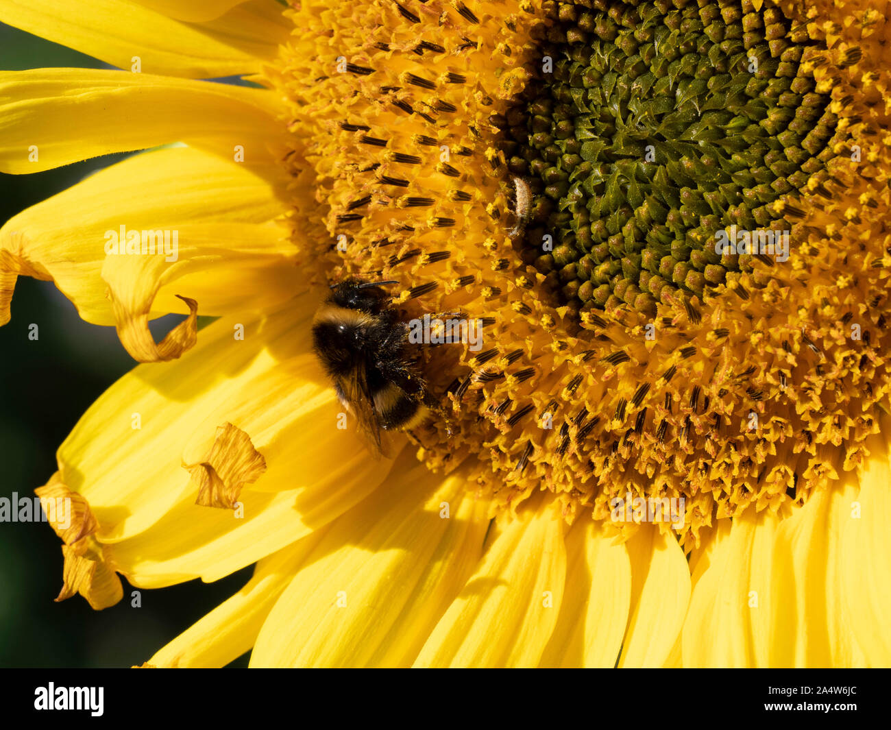 Common Sunflower, Helianthus annuus, with Bumble Bee sleeping in flower, growing in farmers