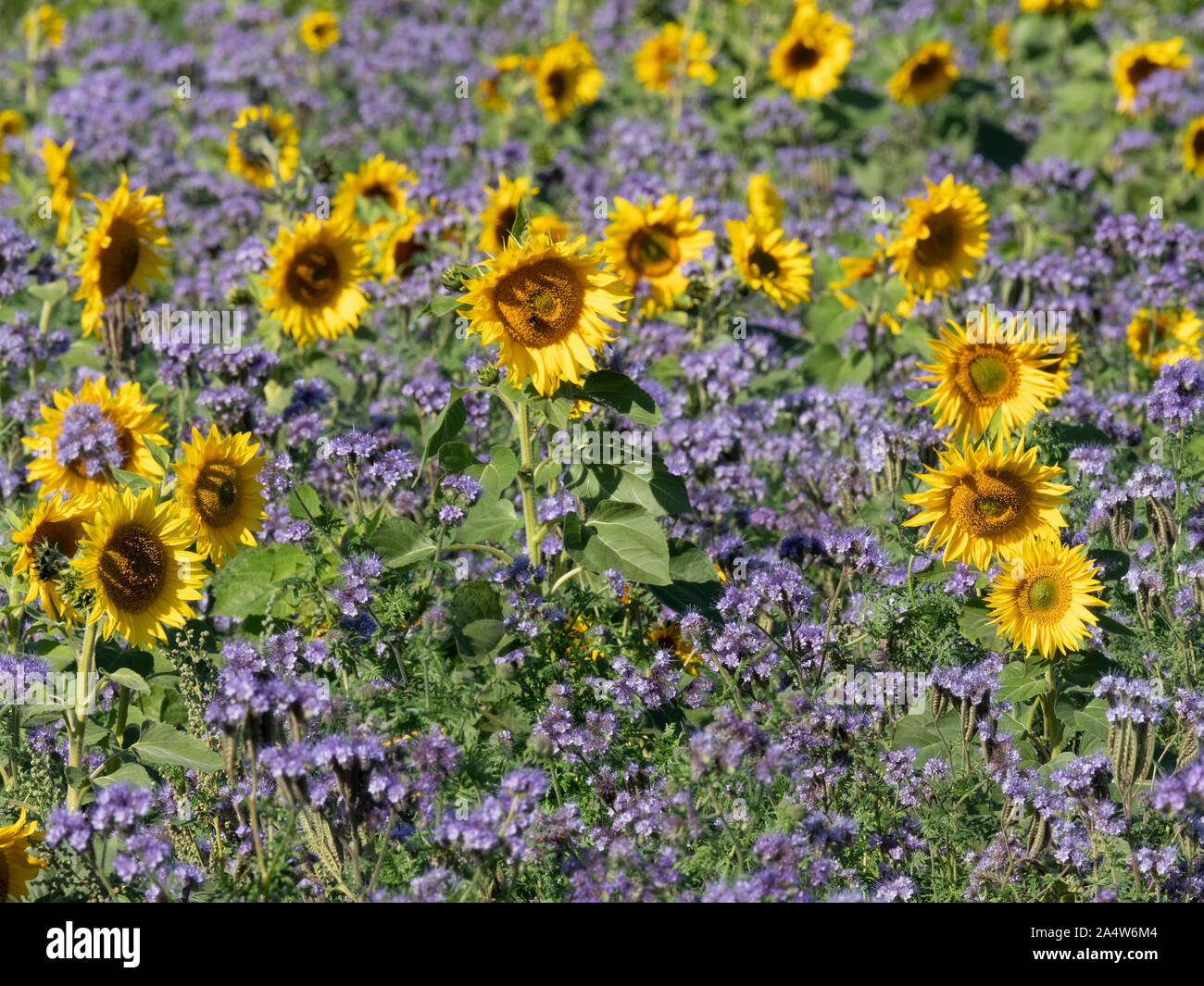 Common Sunflowers, Helianthus annuus, growing in farmers field, Kent