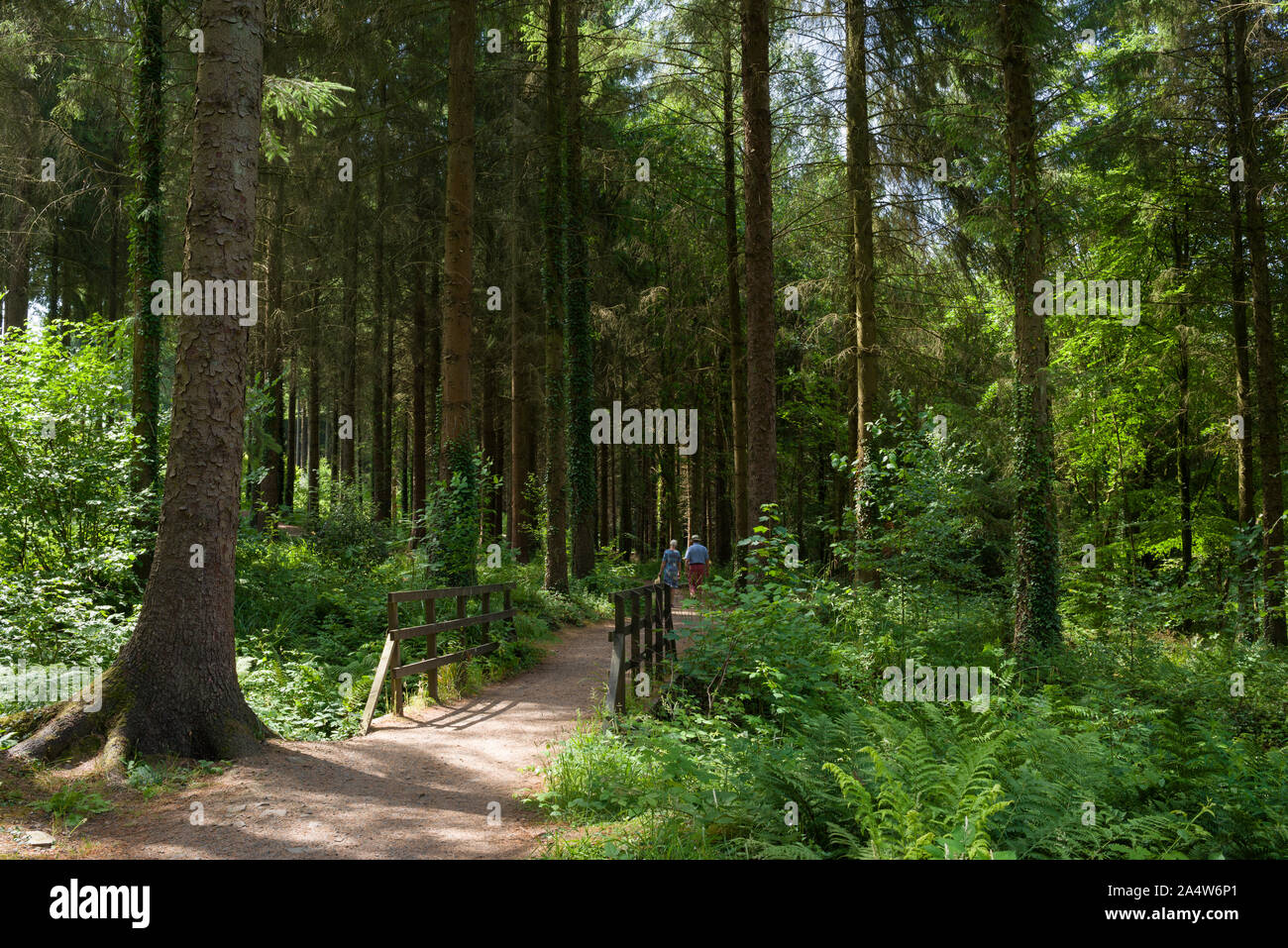 Pathway and footbridge through a pine forest at RHS Rosemoor in summer near Great Torrington, Devon, England. Stock Photo