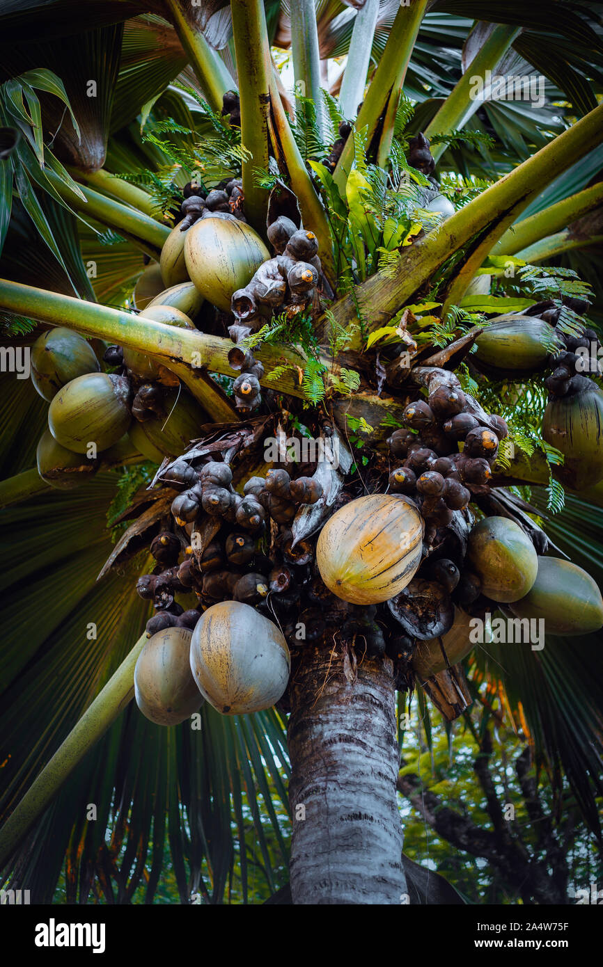 Famous Coco de Mer coconut palm tree in the botanical garden of Mahe, Seychelles Stock Photo