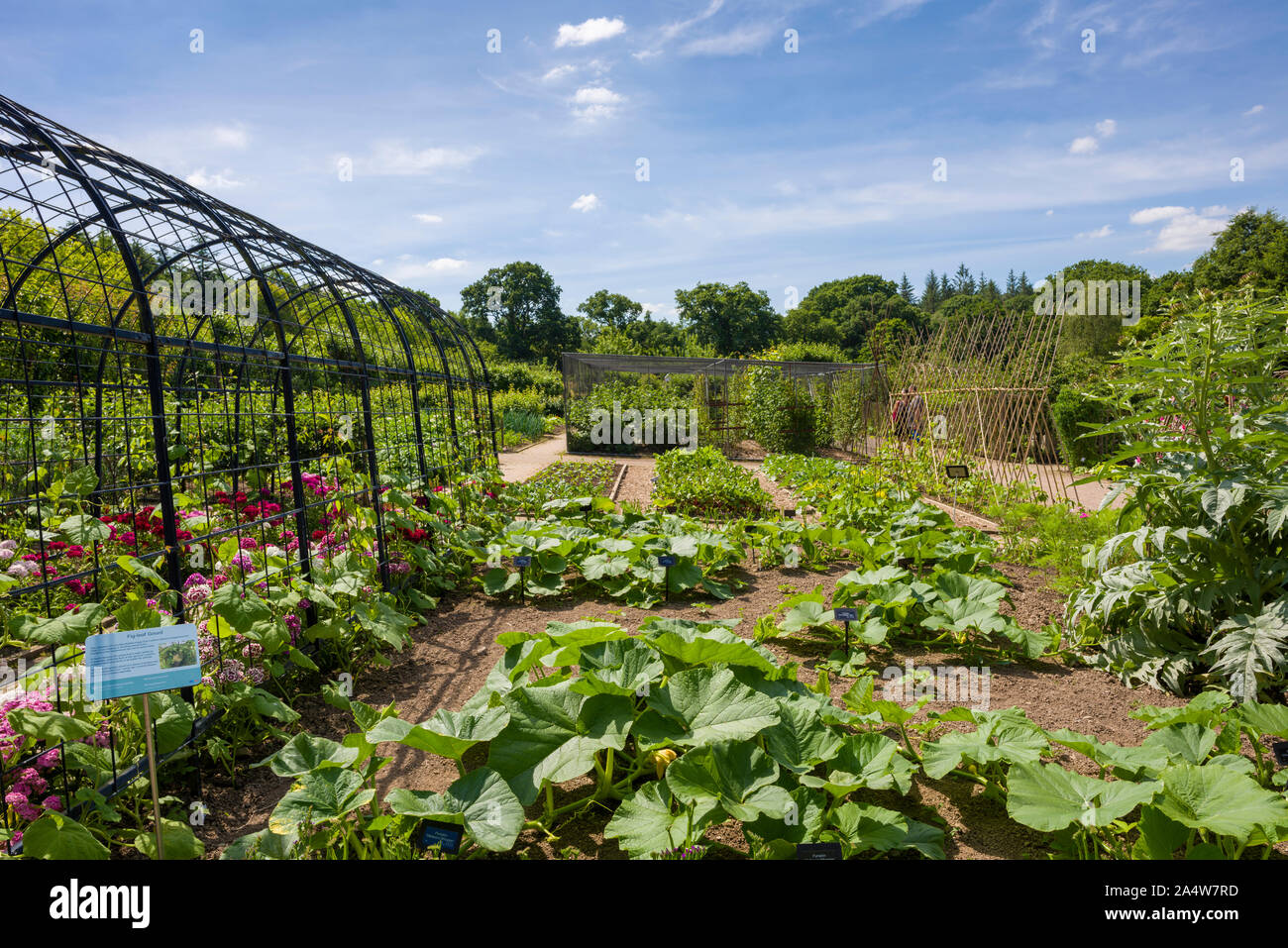The vegetable garden at RHS Rosemoor in summer near Great Torrington, Devon, England. Stock Photo