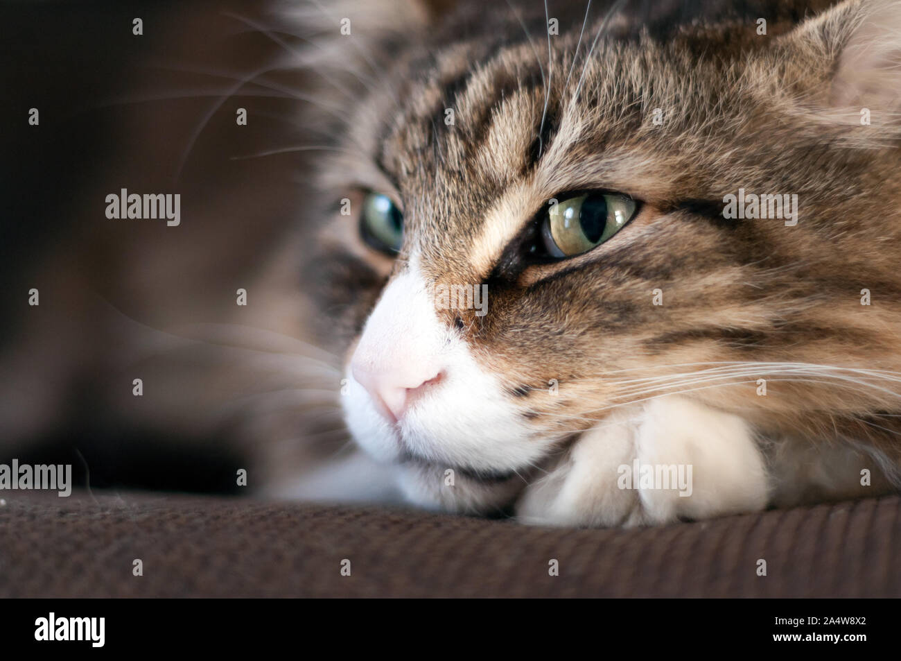 closeup of a  smiling norwegian forest cat looking at the camera. Stock Photo