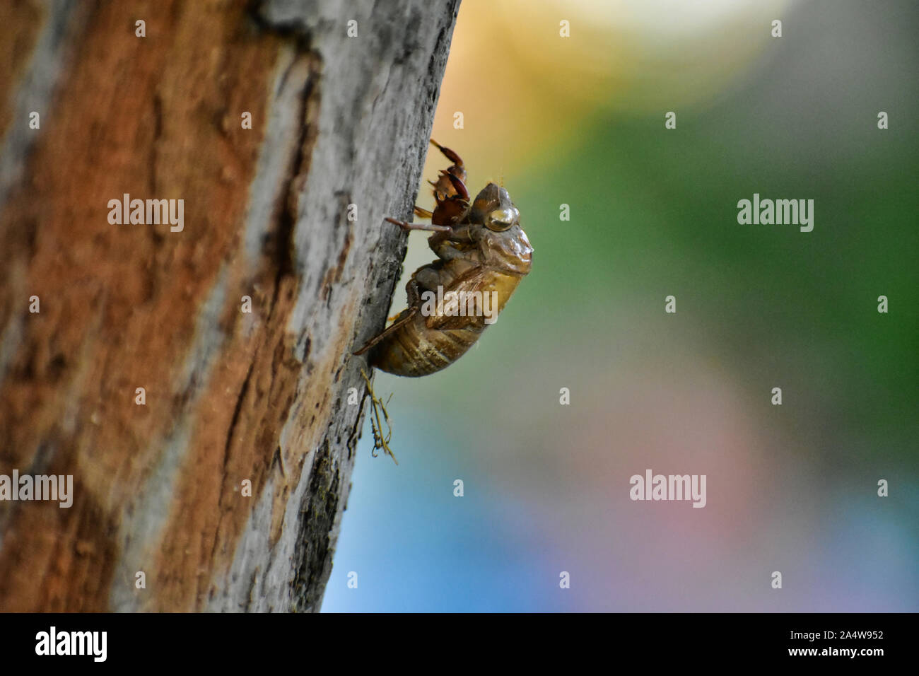 Cicada Shell on a Dying Tree Stock Photo