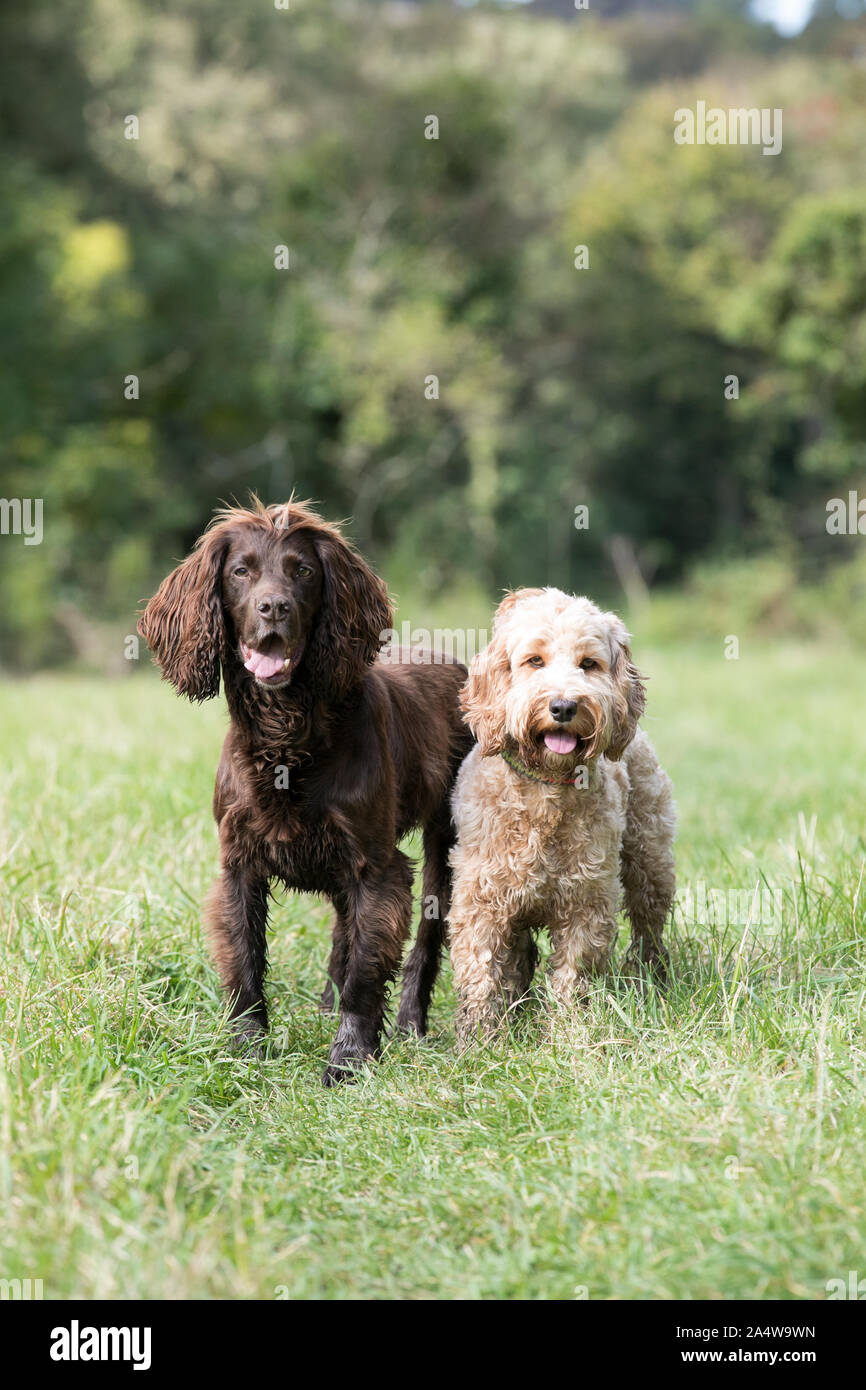 Dogs in field, portrait orientation Stock Photo