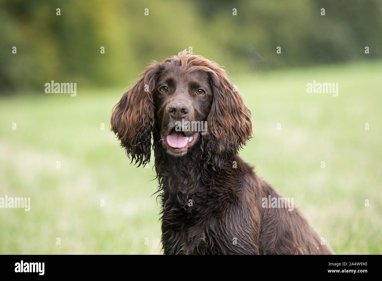 Cocker Spaniel headshot Stock Photo