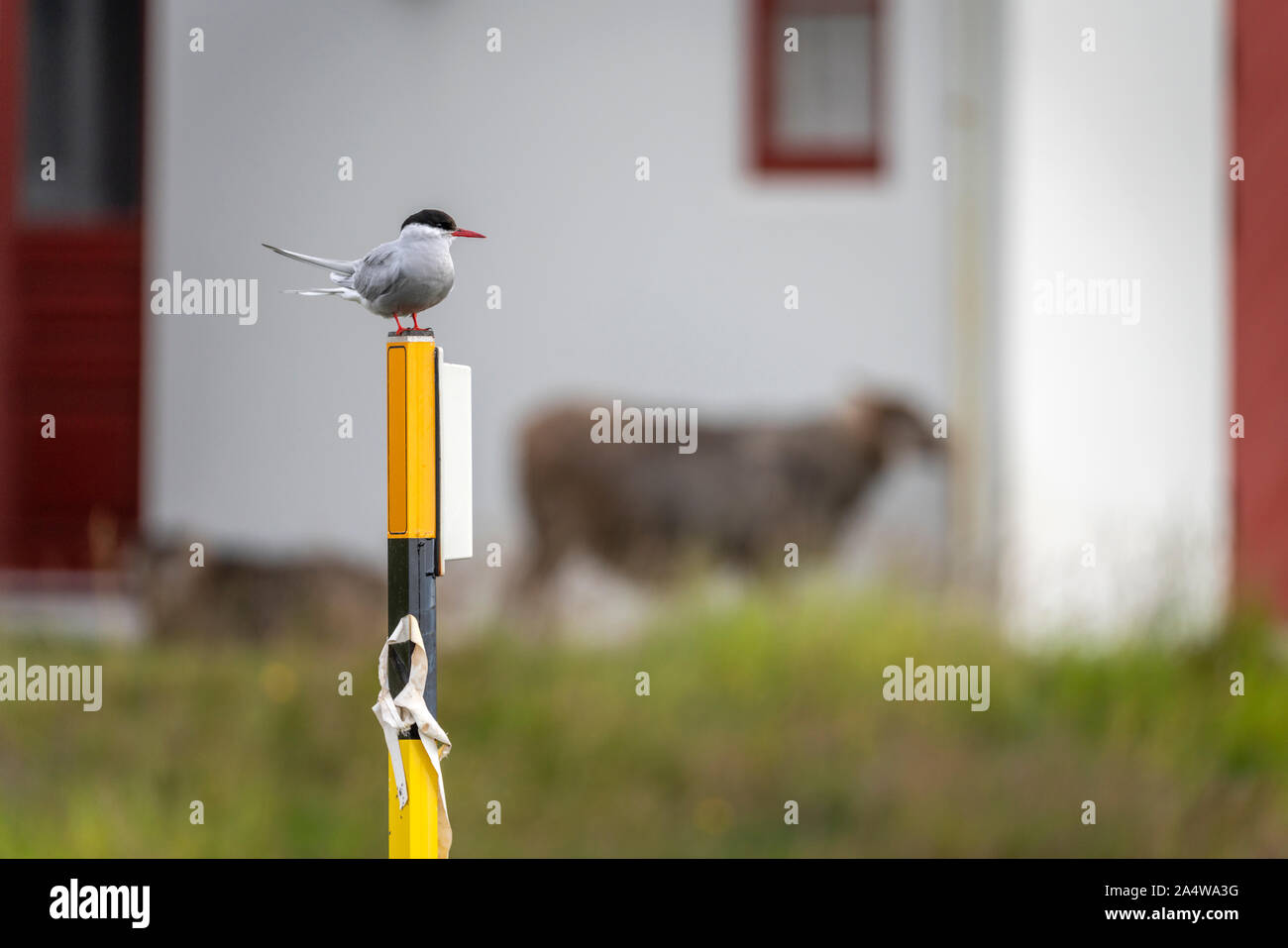 Arctic Tern, Breidafjordur, West Fjords, Iceland Stock Photo