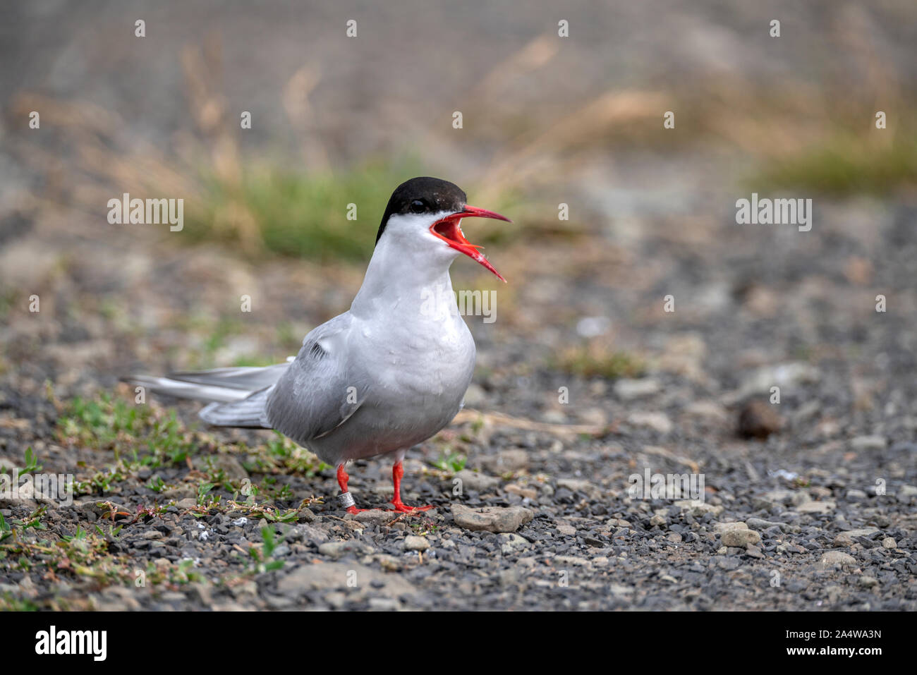 Arctic Tern, Breidafjordur, West Fjords, Iceland Stock Photo