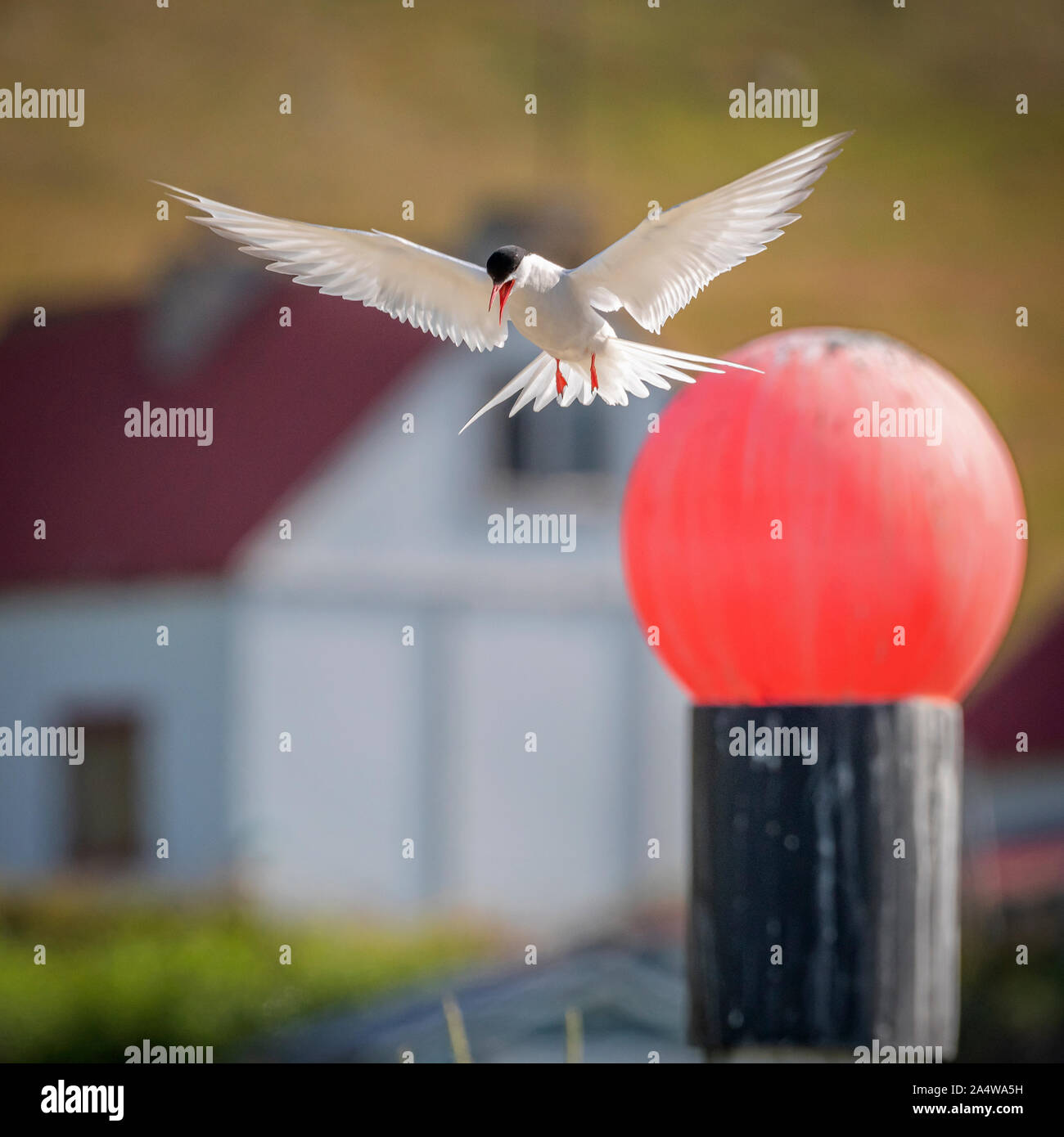 Arctic Tern, Breidafjordur, West Fjords, Iceland Stock Photo